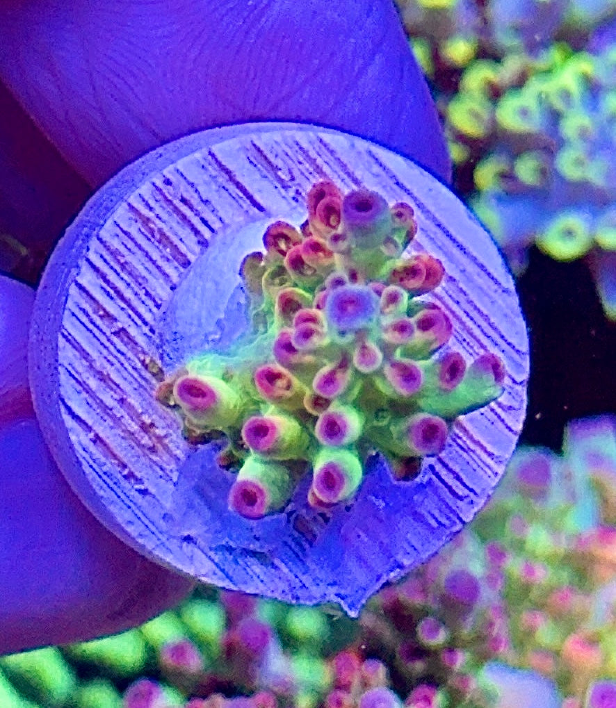 Petrol slick (9)