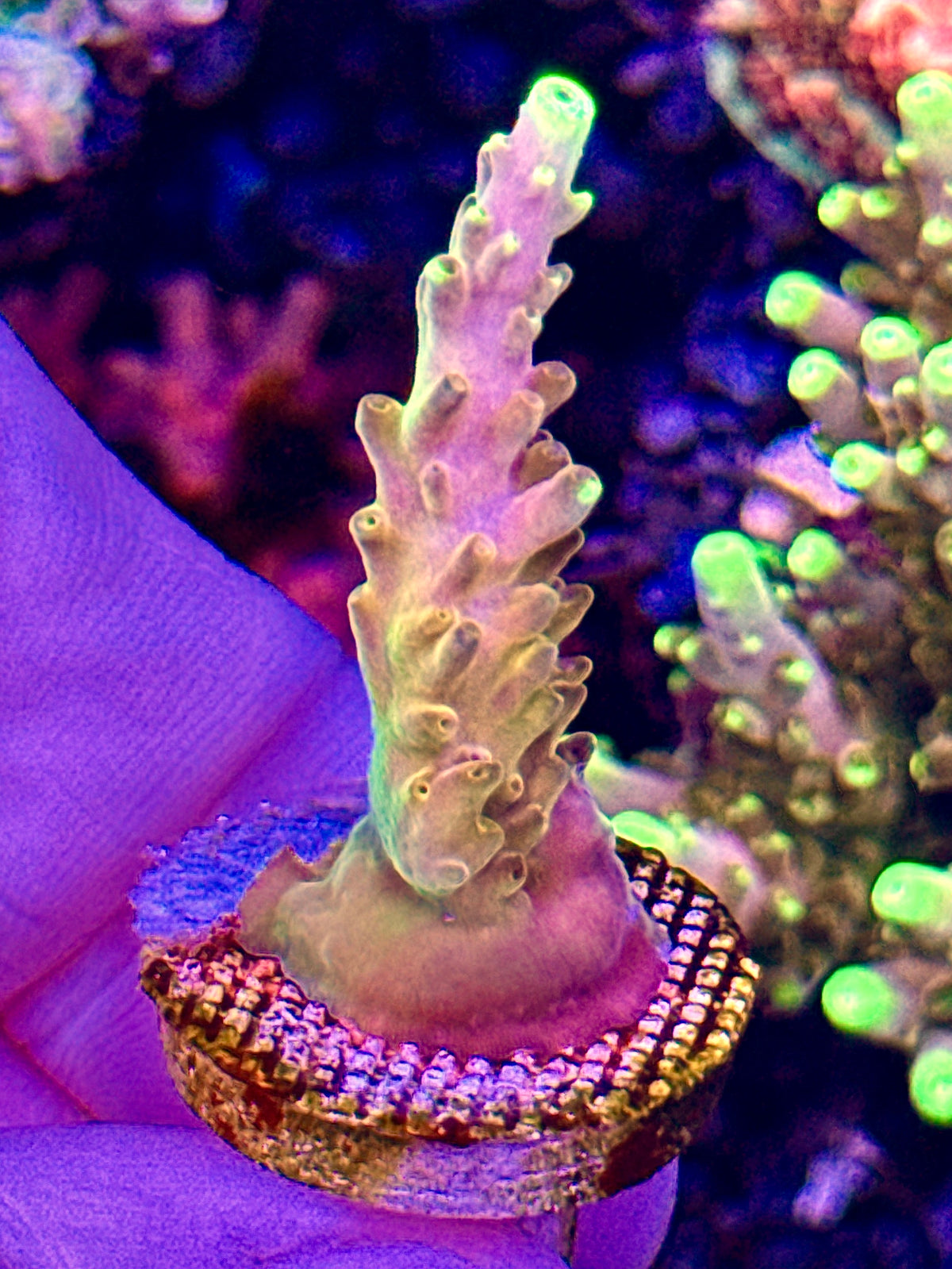 Golden Jawdropper (2)