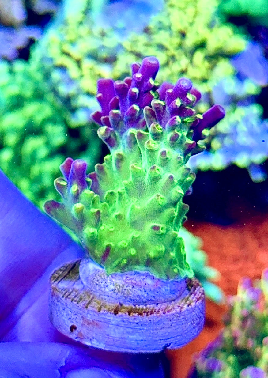 Rainbow Loom (12)