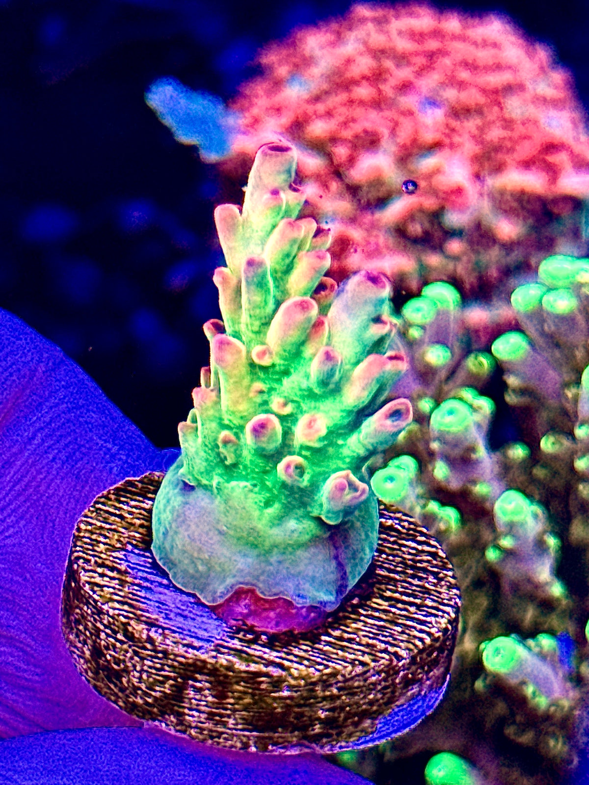 OG Petrol slick (1)