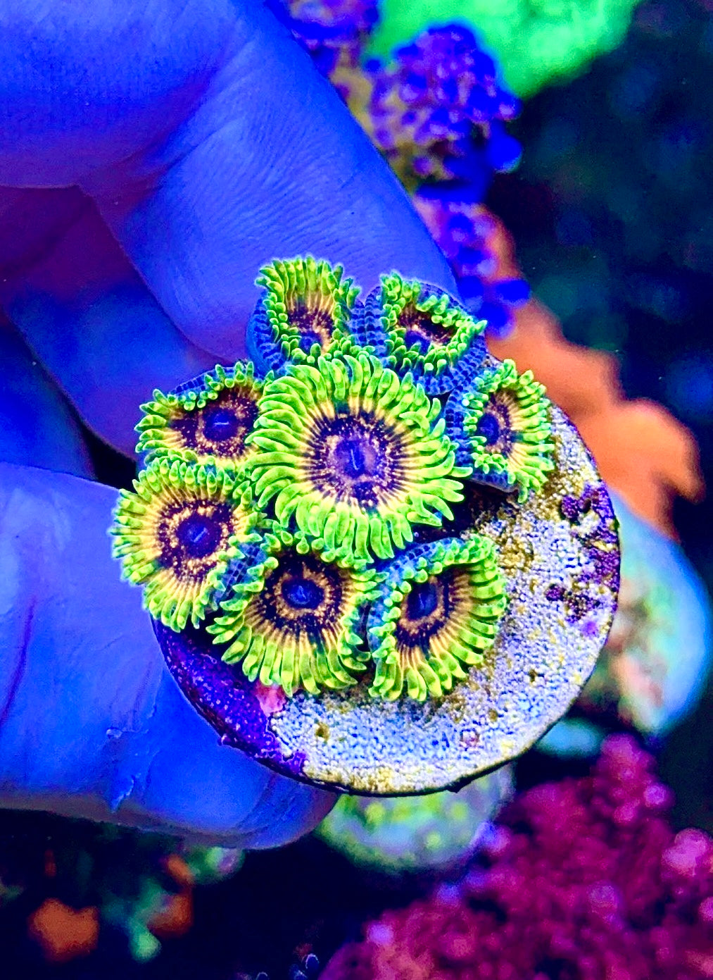 Adonis 8 polyps (3)