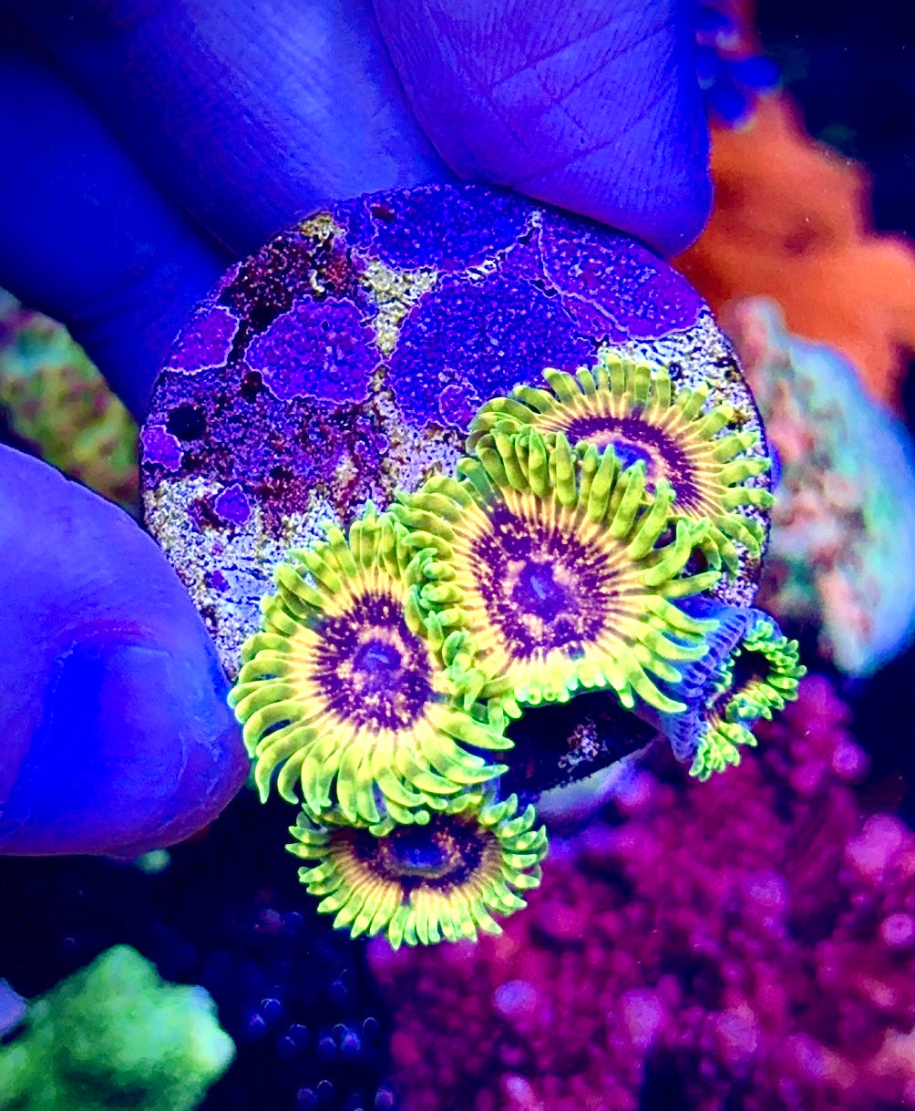 Adonis 5 polyps (5)