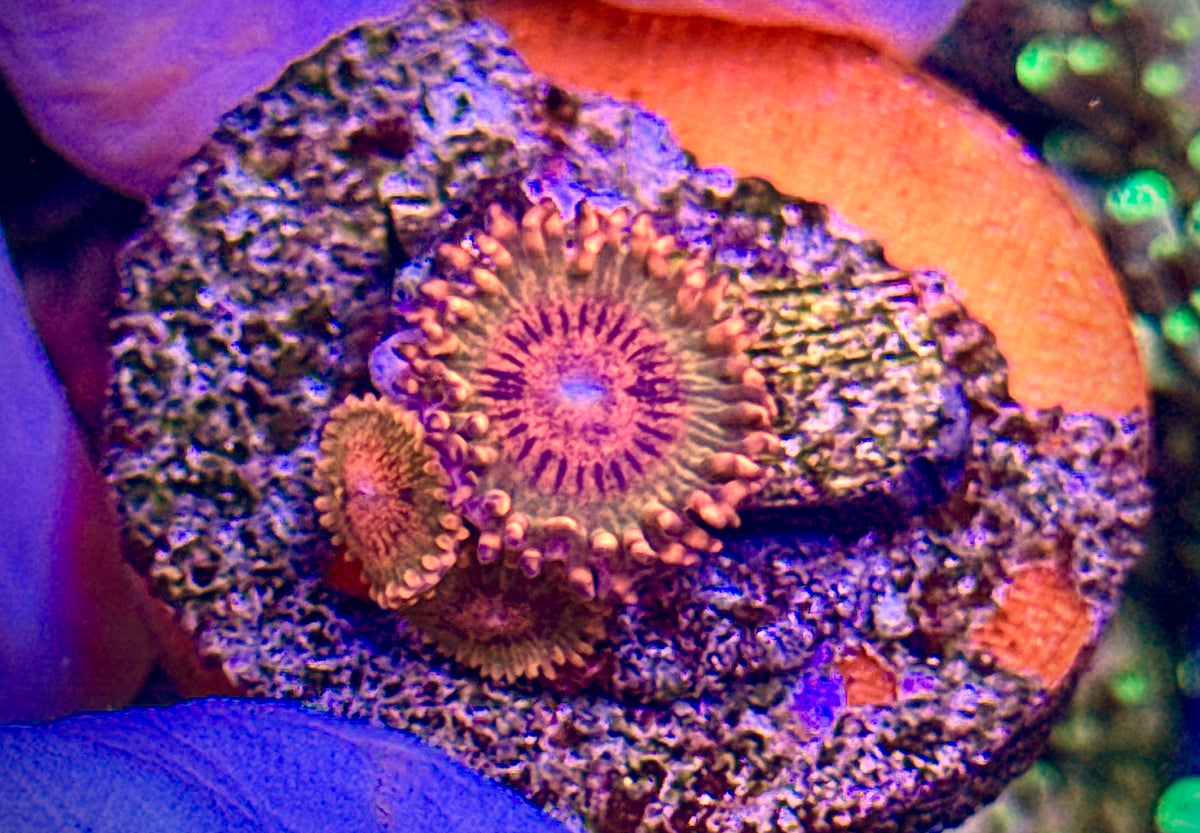 Speckled Krakatoa 2 polyps (1)