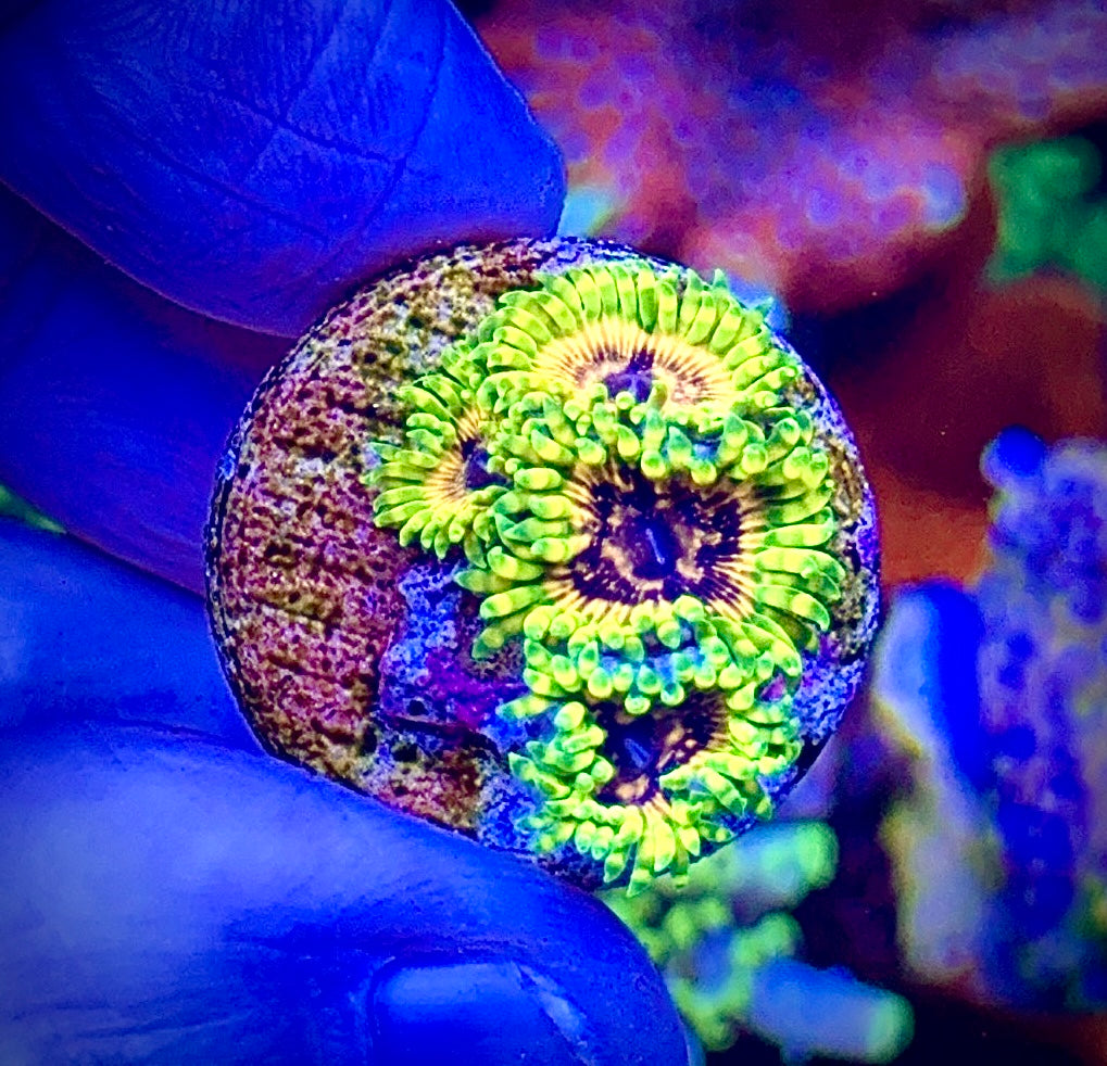 Adonis Zoa 4 polyps (1)