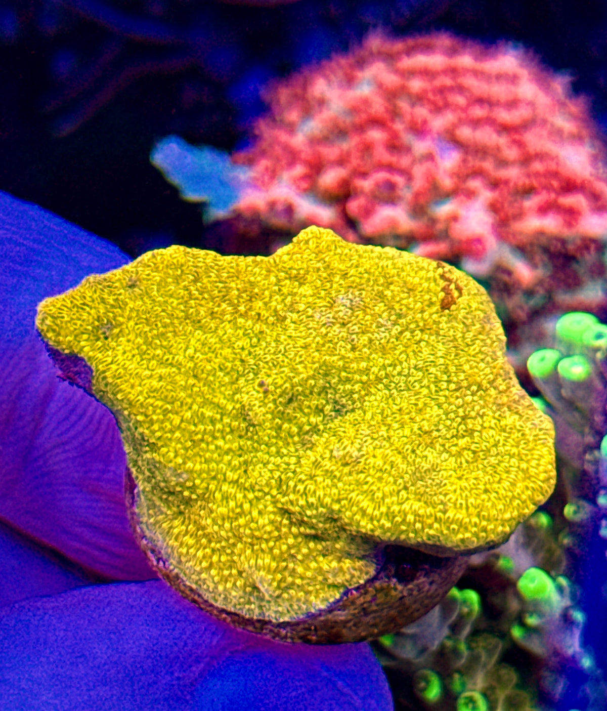 Yellow Psammocora (1)