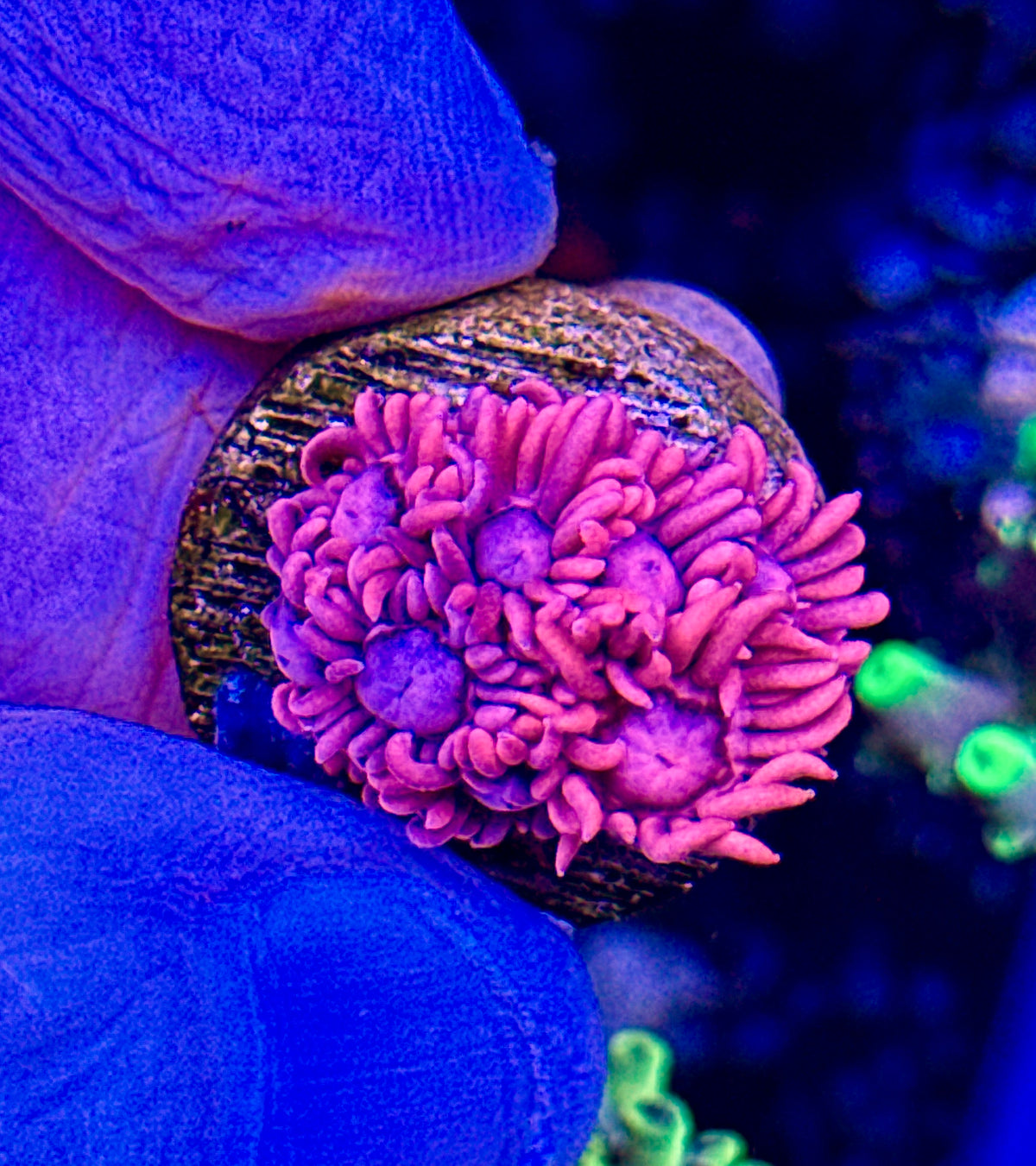 Pink Goni (1)