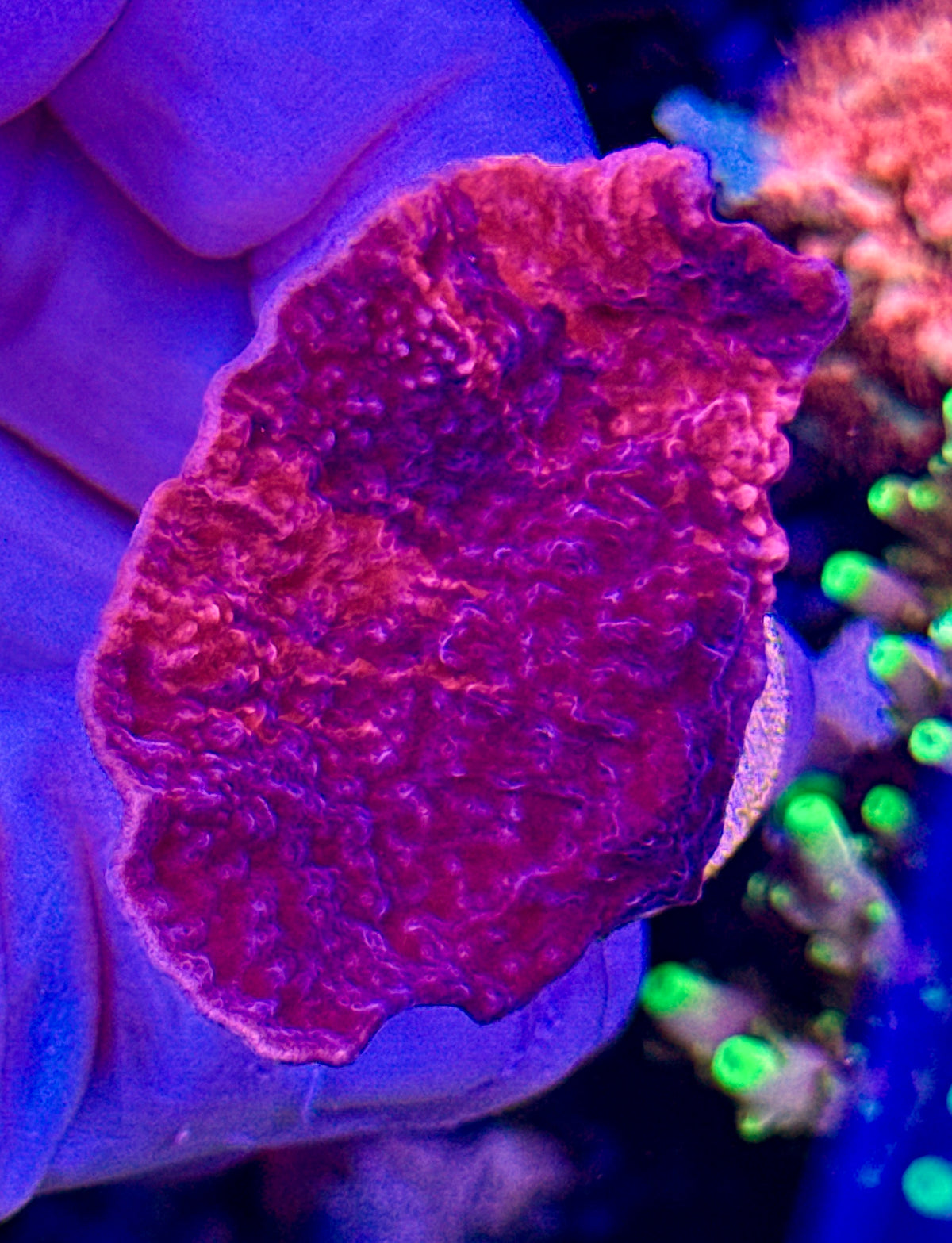 Grafted Monticap Red and Purple (1)