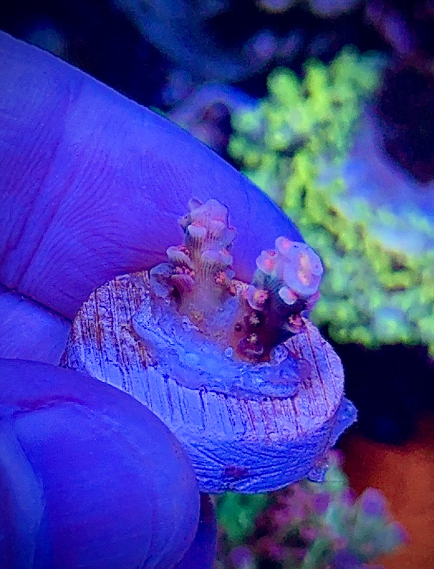 Cherry Bomb Nub (5)