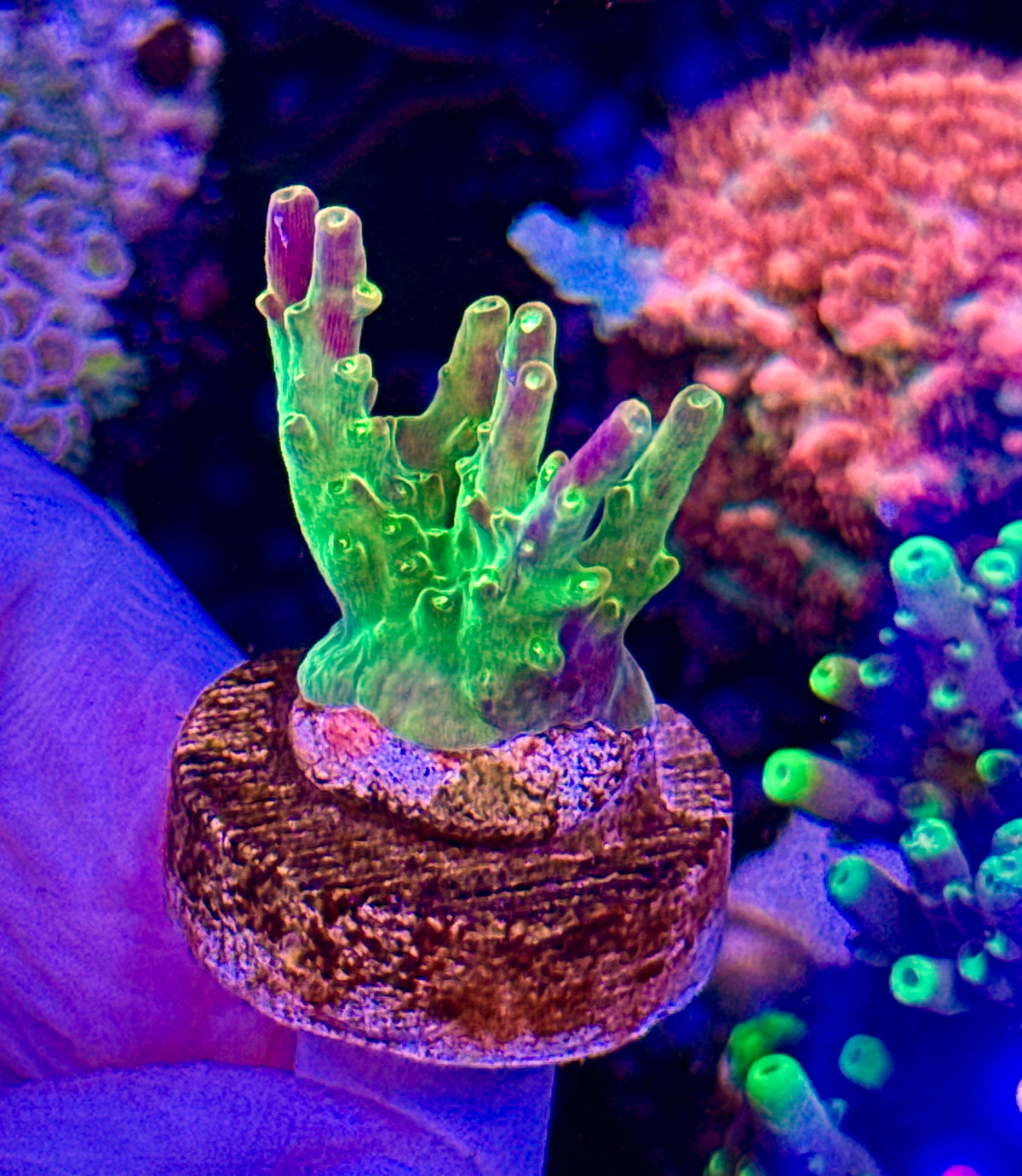 Paletta Pink Tip (3)