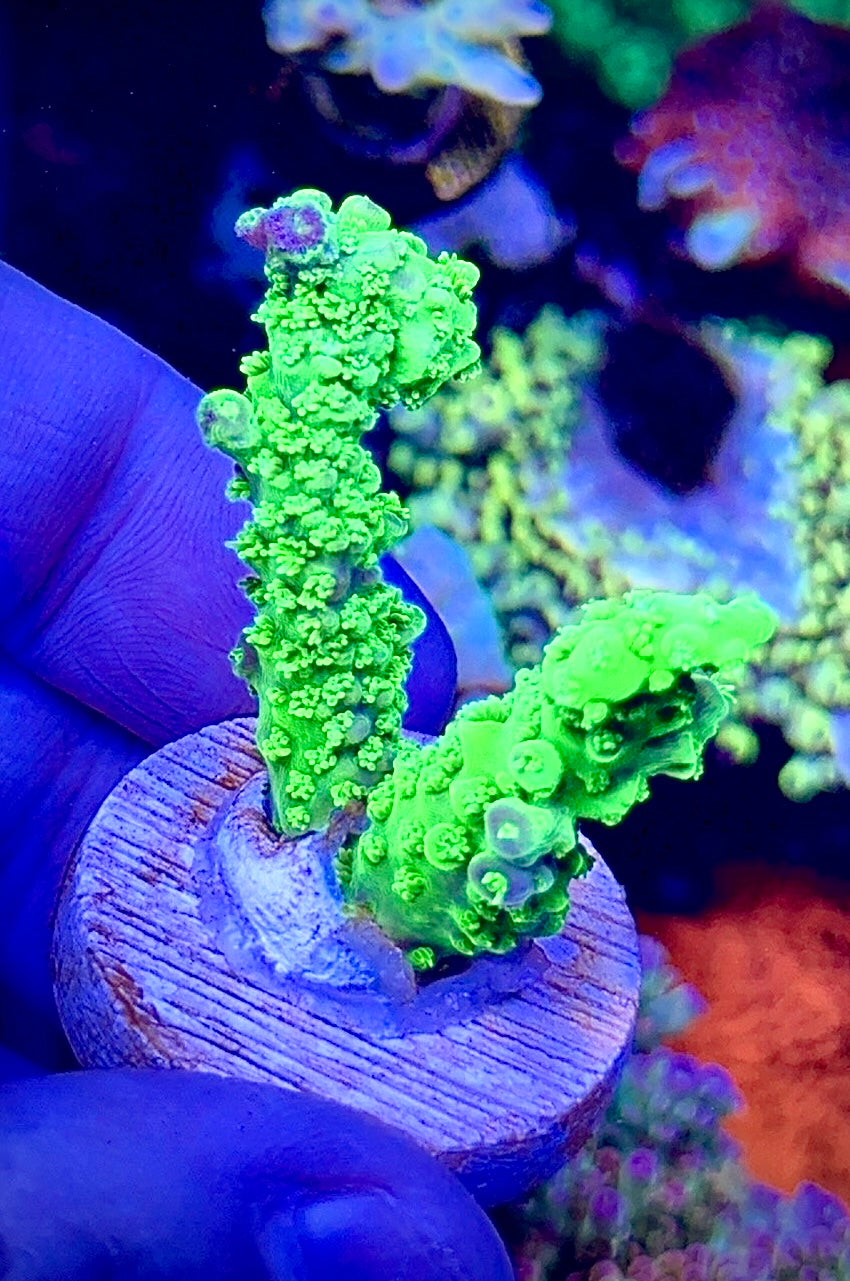 Green Slimer (2)