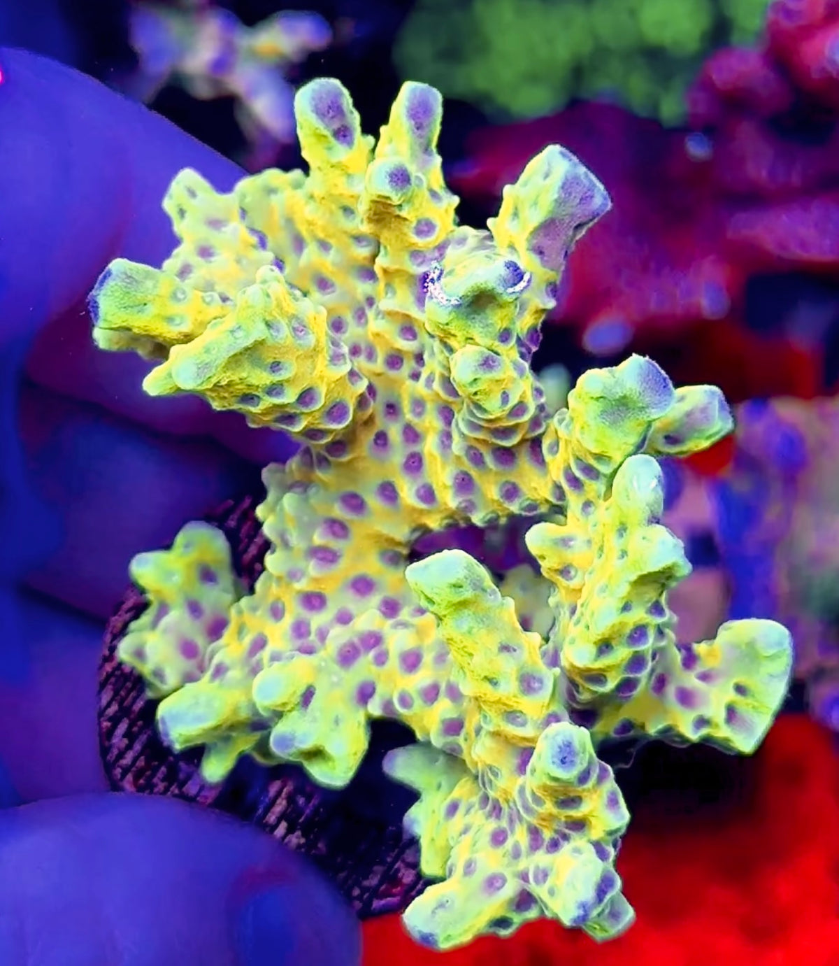 Goldenrod Anacropora Colony (1)
