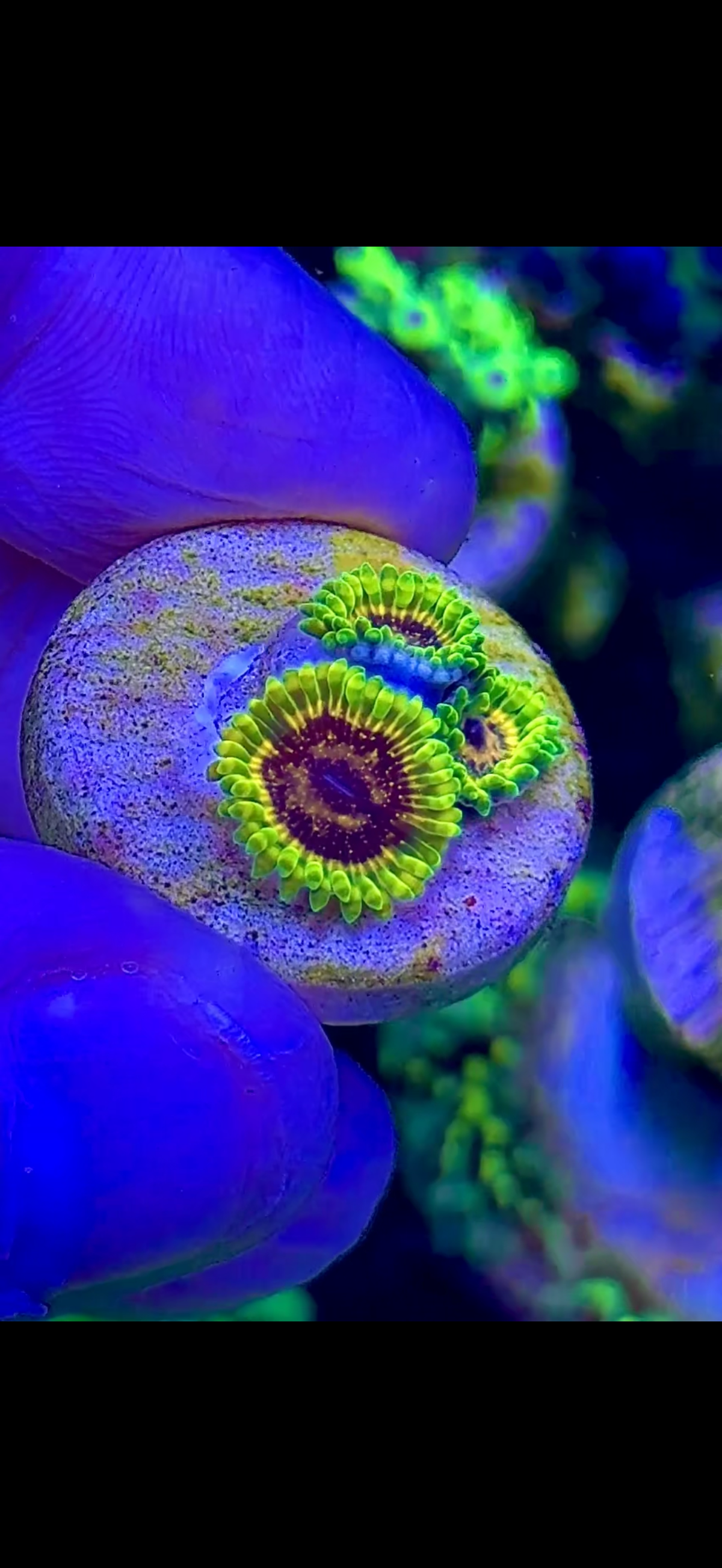 Adonis - 3 x polyps  (1)