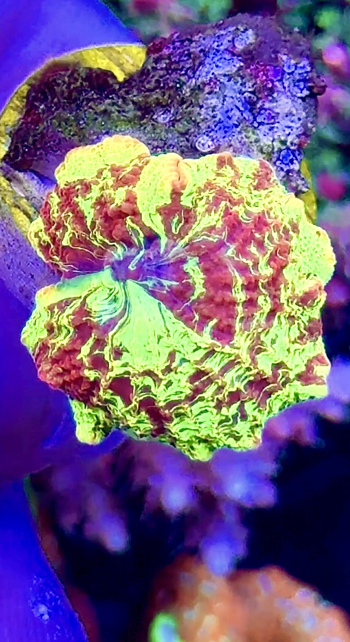 A Grade Ecelctus (2)