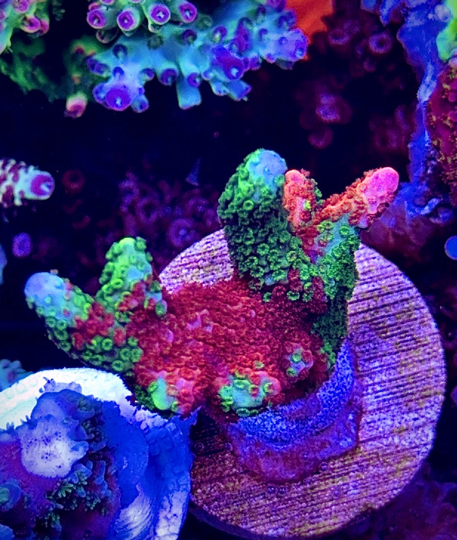 Grafted Digi (5)