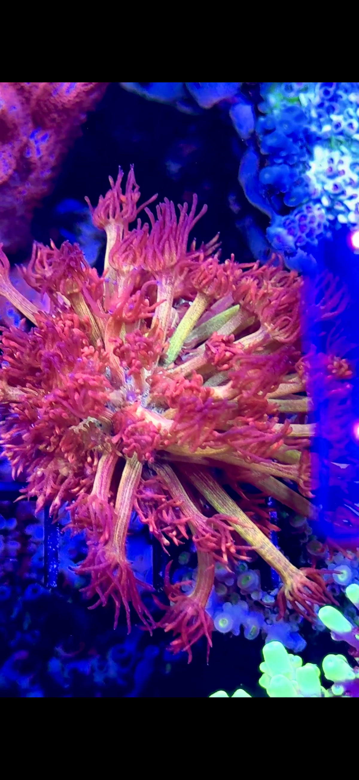 Amazeballs colony (1)