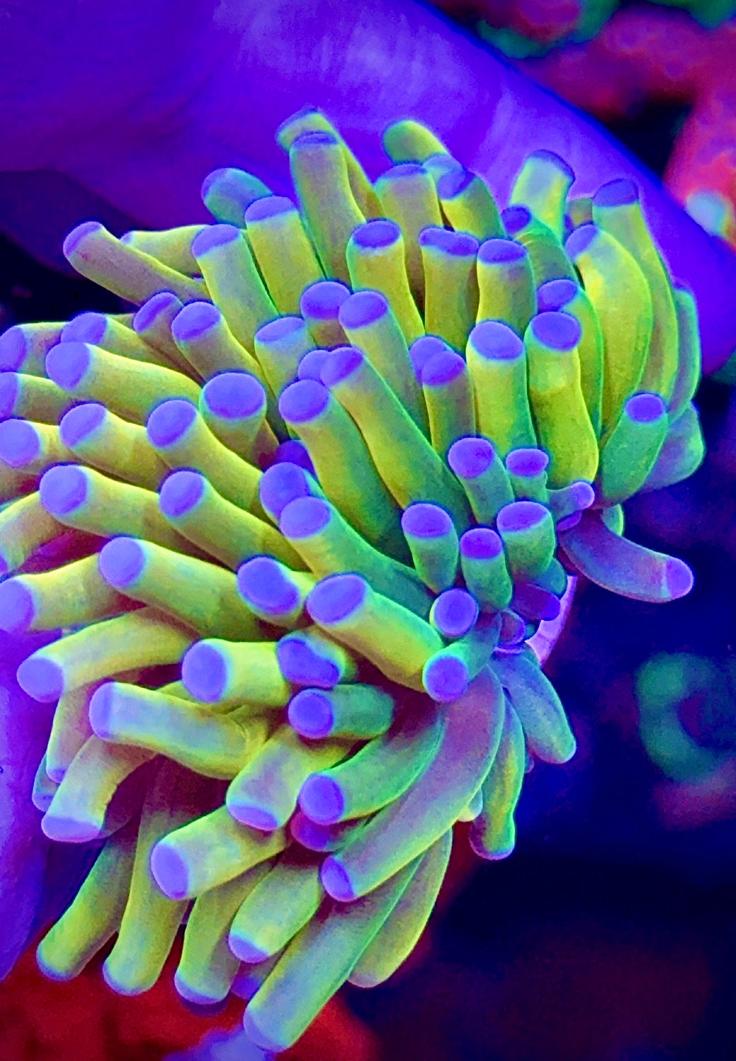 Holy Grail Torch (3)