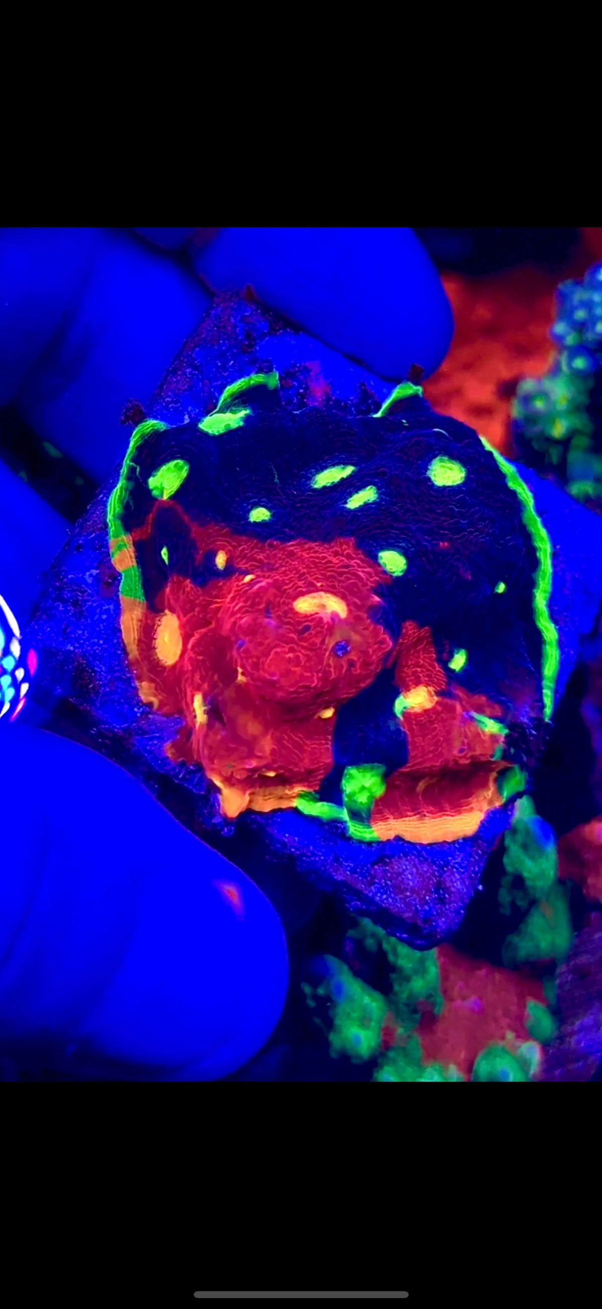 Jellybean Colony (1)