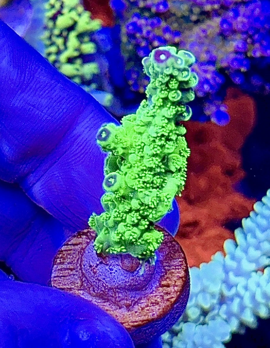 Bali Slimer (2)