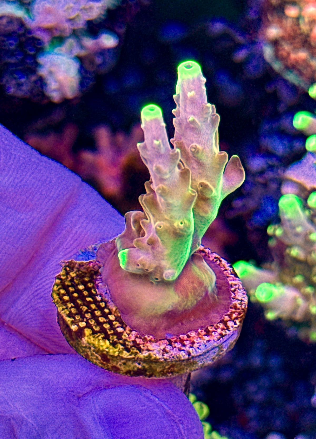 Golden Jawdropper (3)