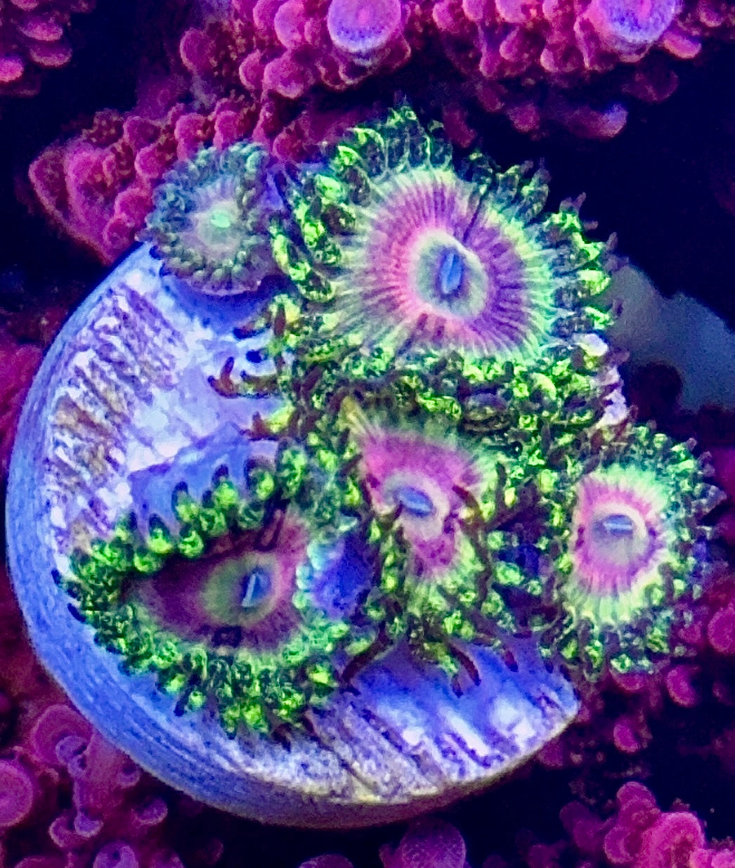 Kamikaze Krush (1)