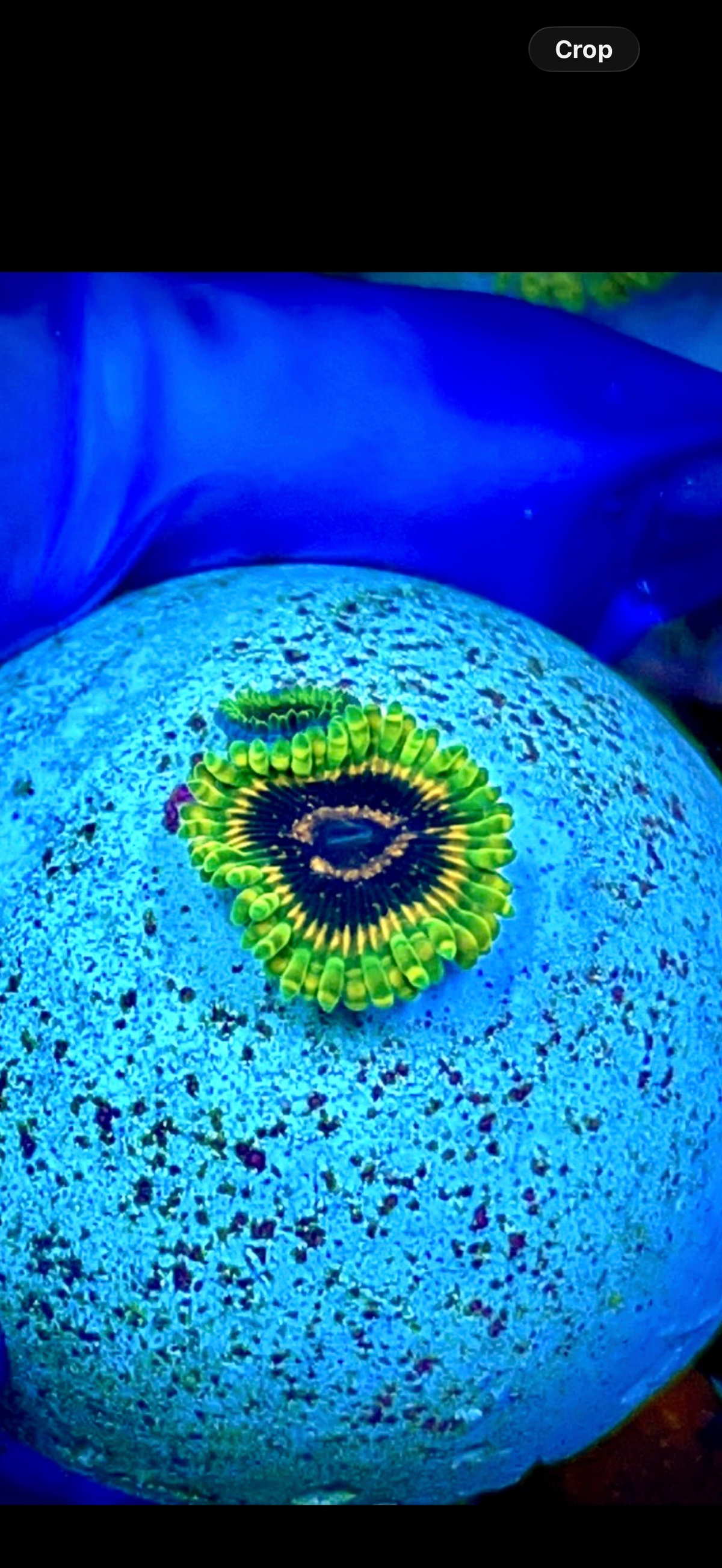 Adonis 2 polyps (1)