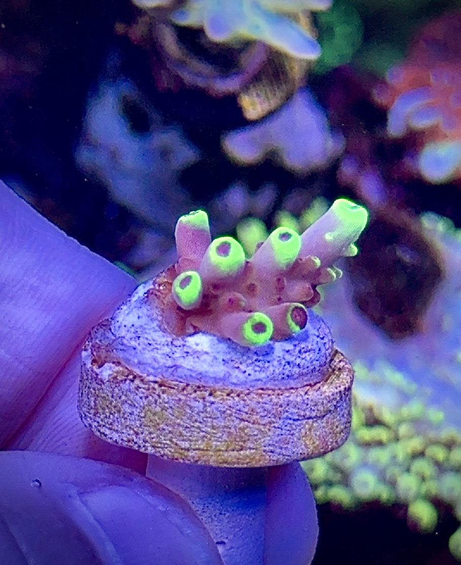 Golden Jawdropper (1)