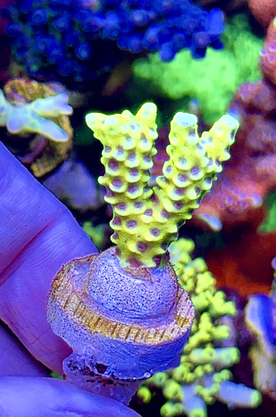 Goldenrod Anacropora (2)