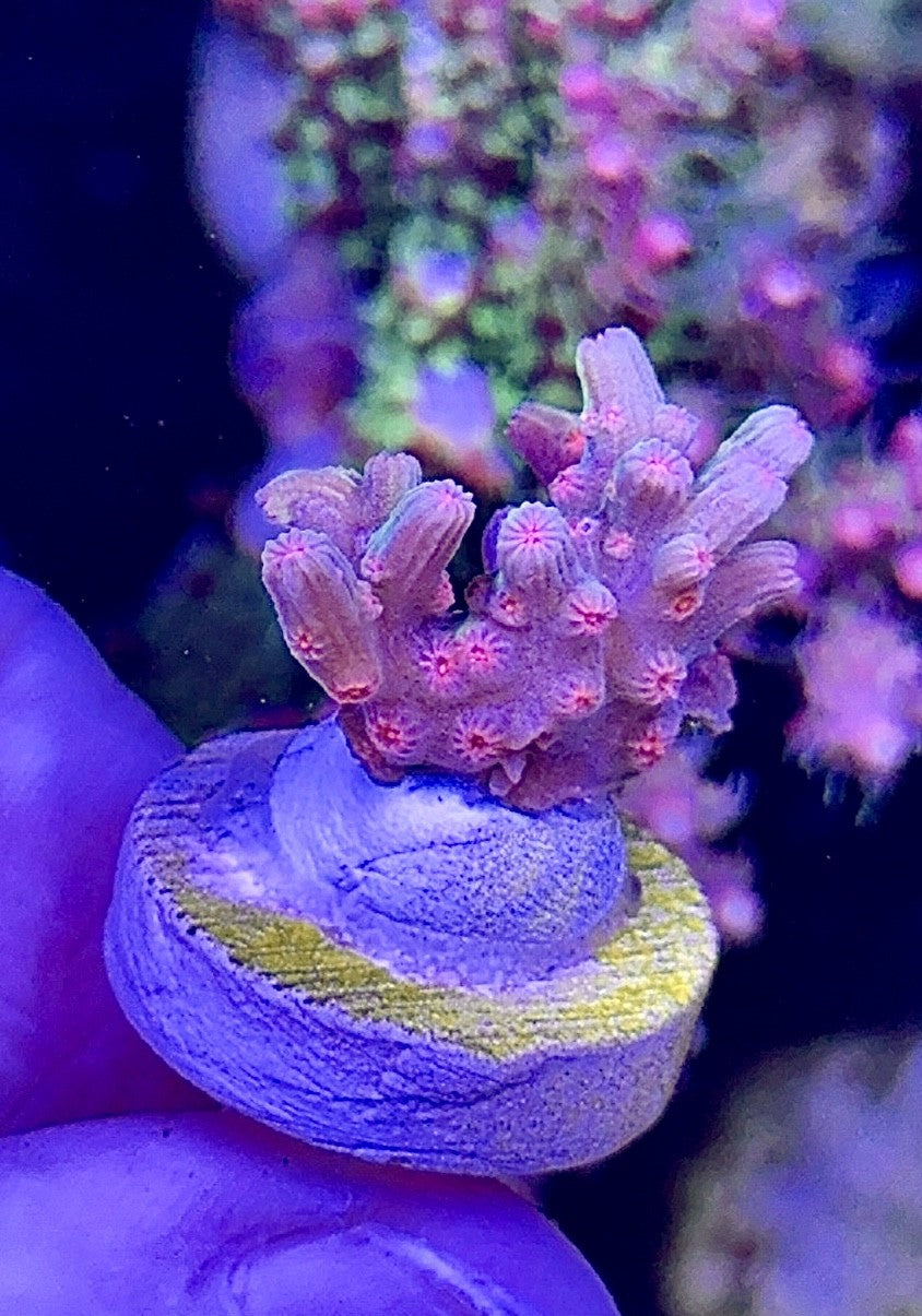 Cotton Candy Branching Cyphastrea (1)