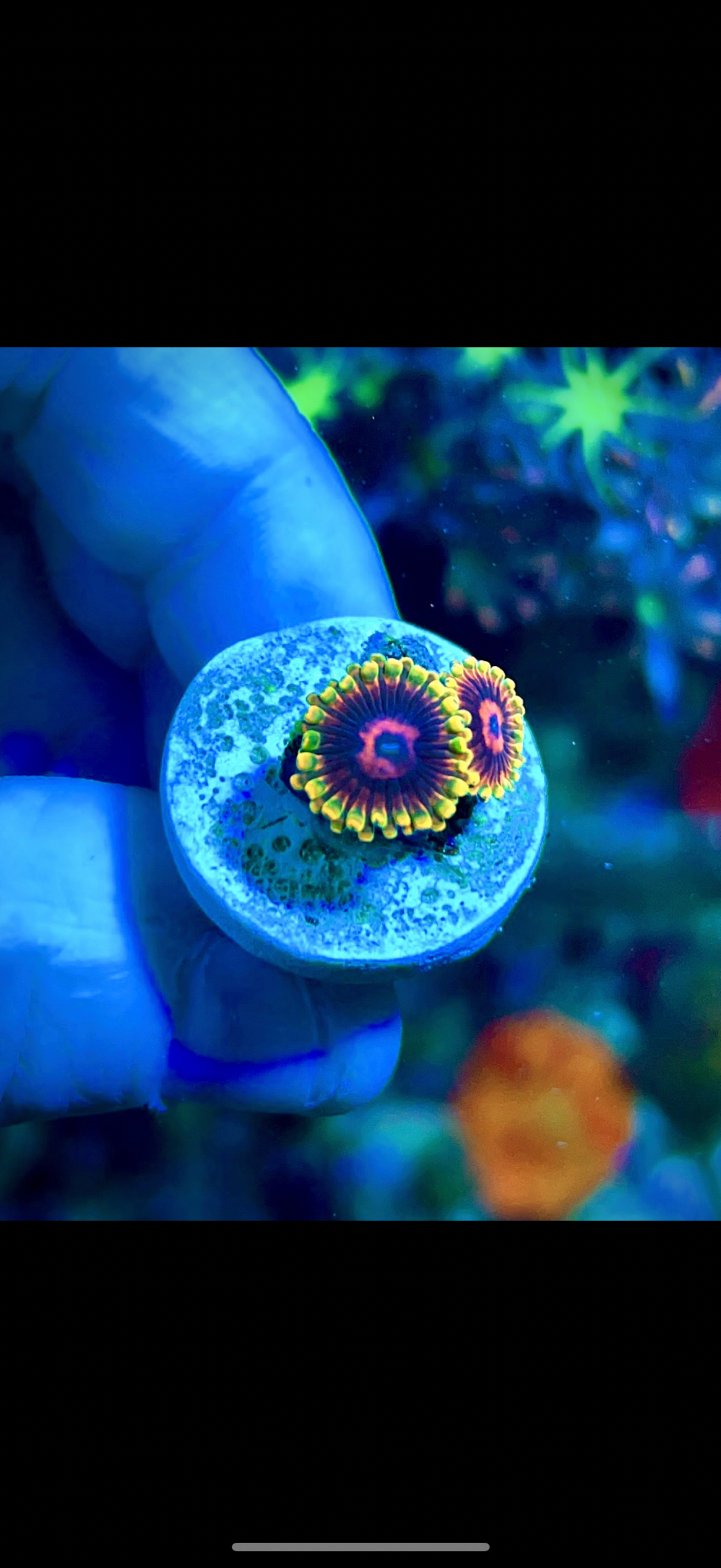 Jedi Mindtrix 2 polyps (1)