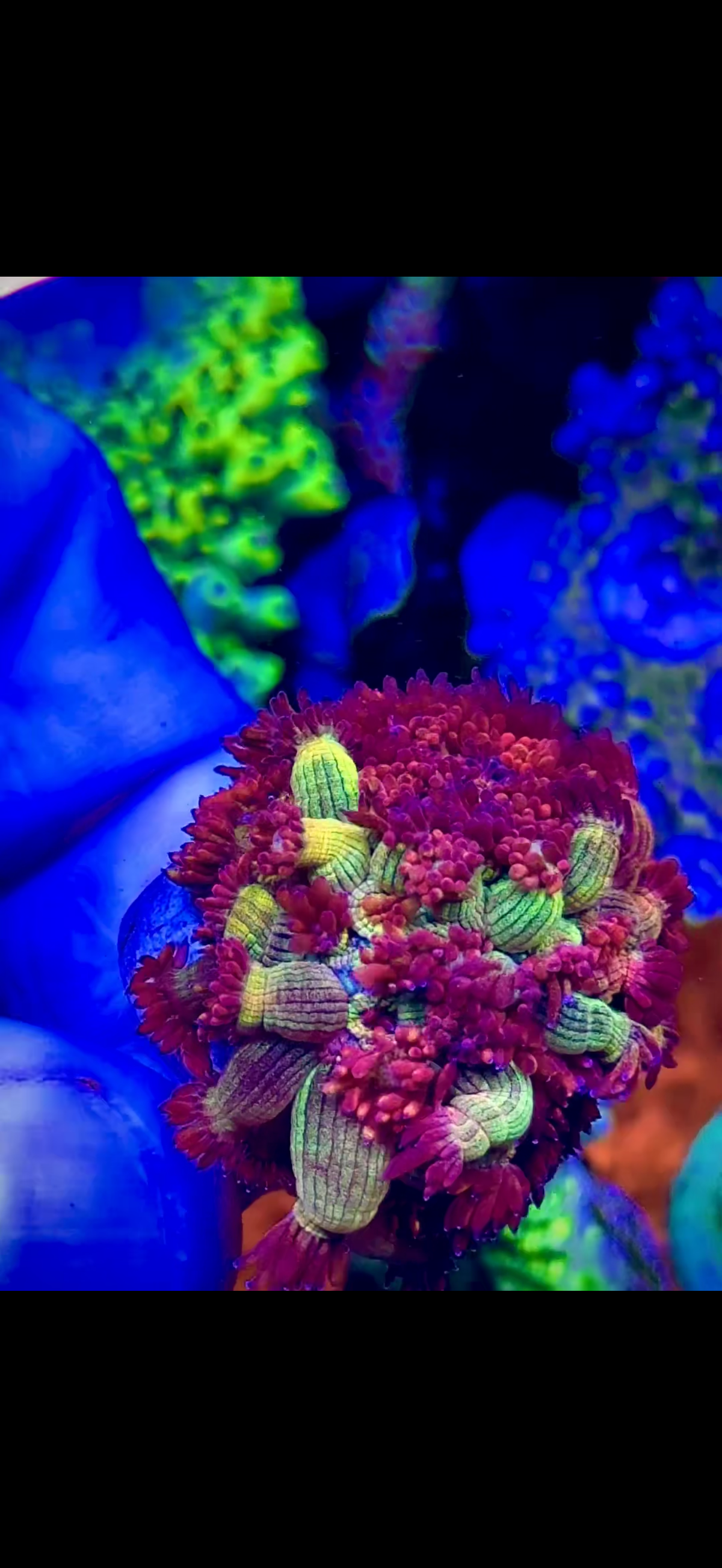 Amazeballs colony (1)