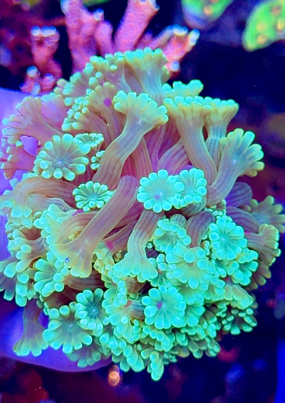 Neon Green Flower Pot (1)
