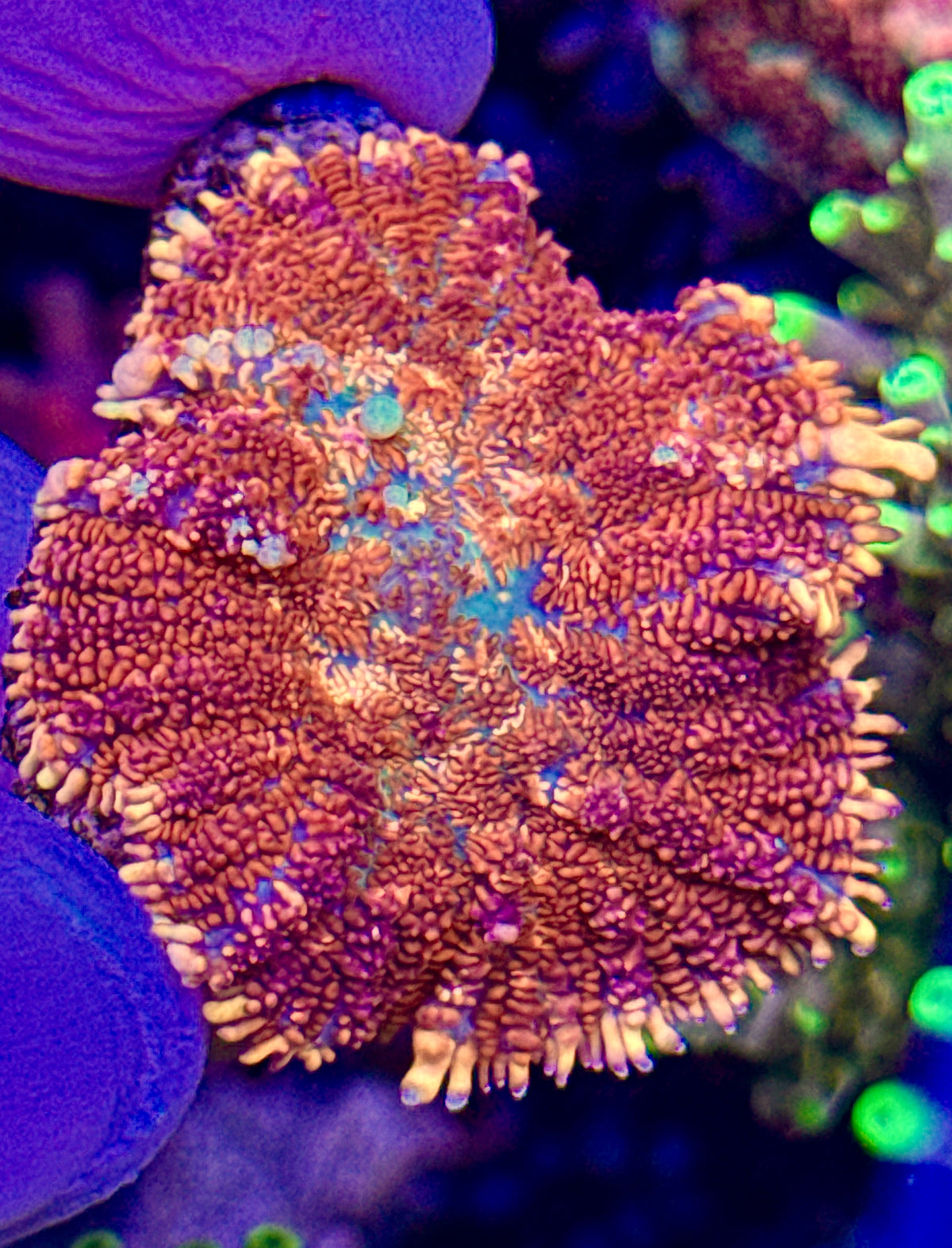Rhodactis (1)