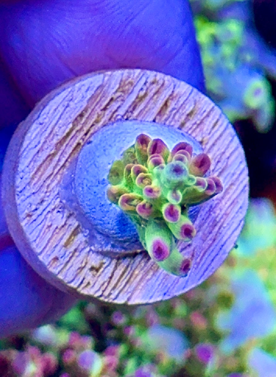 Petrol Slick (6)