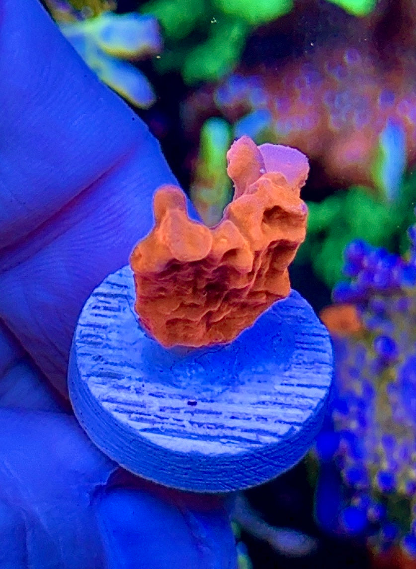 Orange Setosa (1)