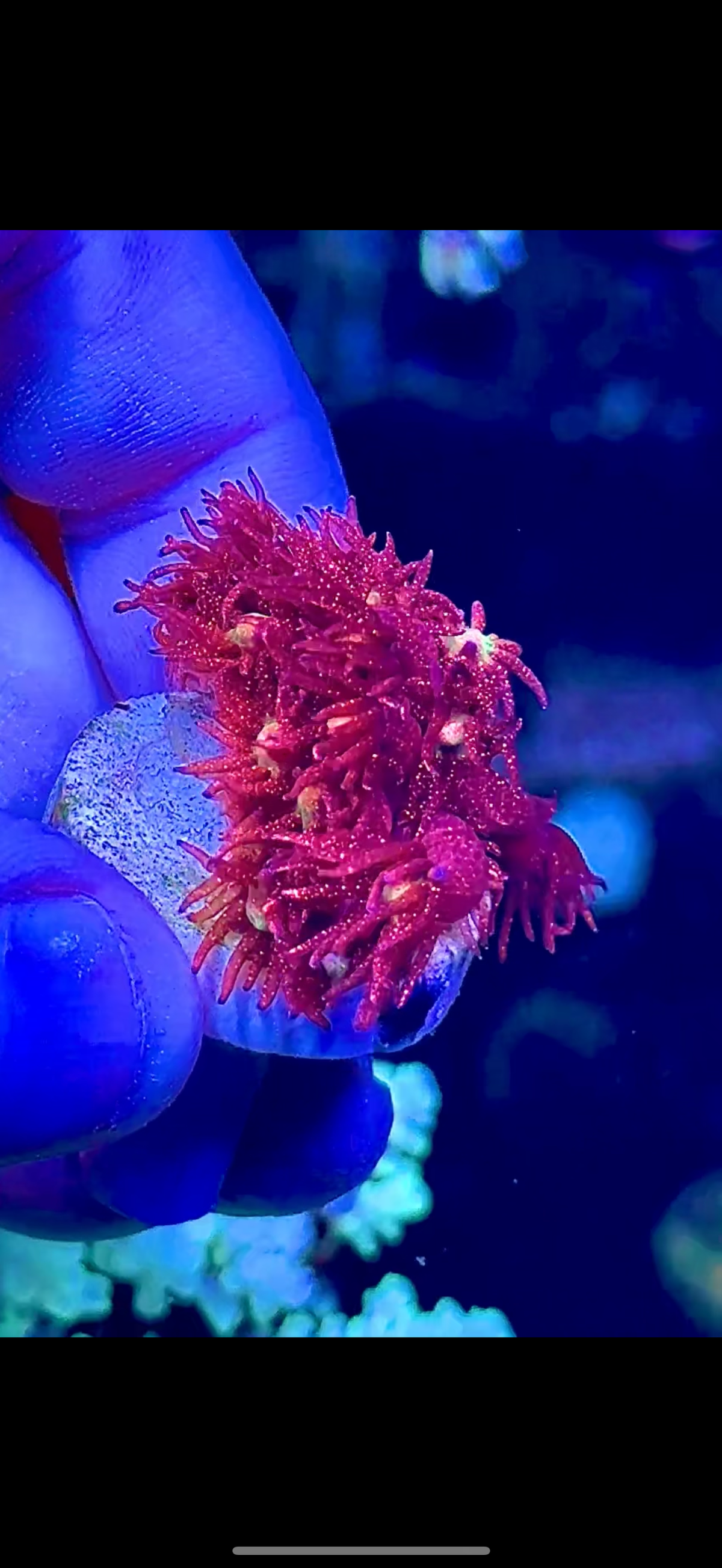Ultra Red Glitter Goni (3)