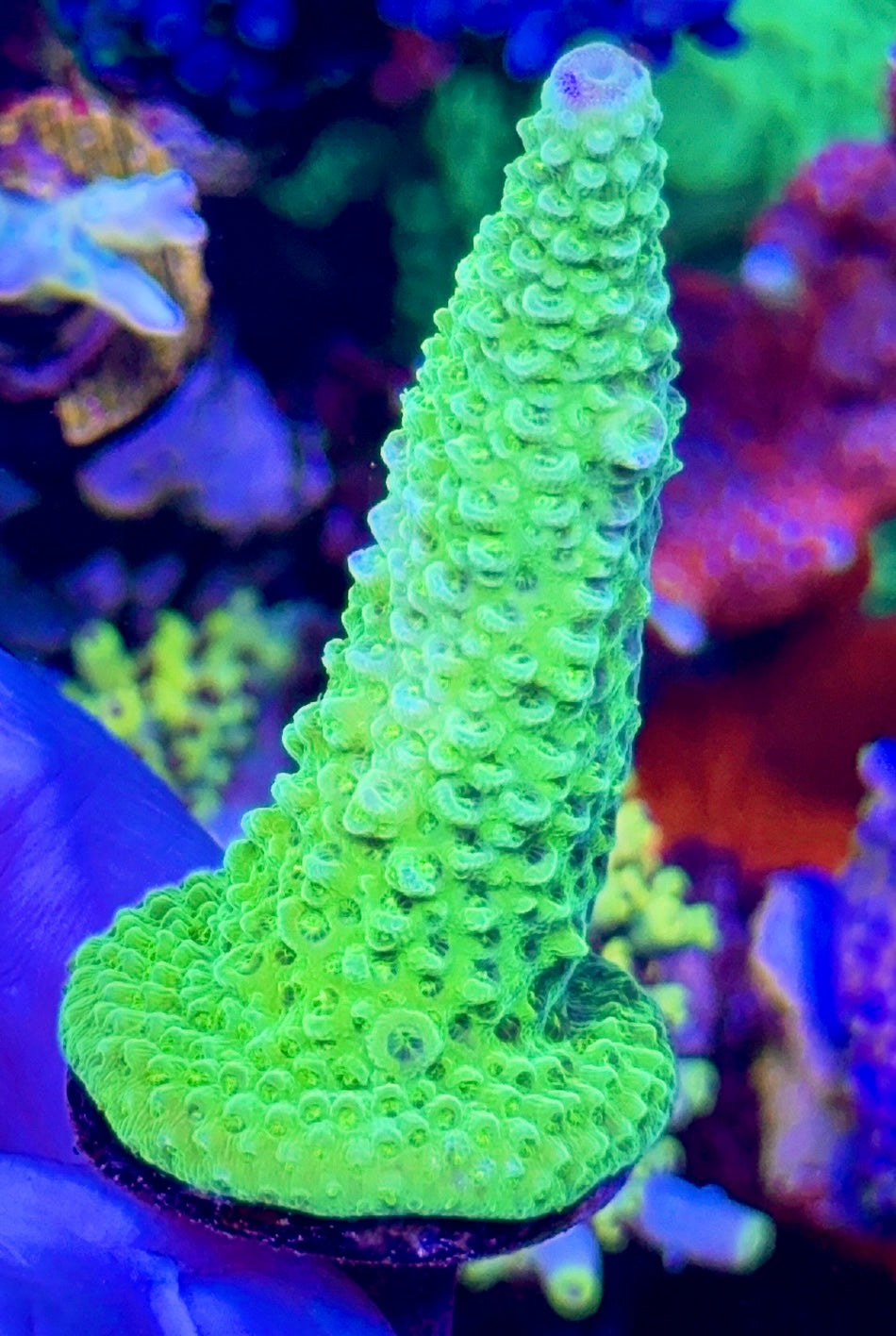 Green Staghorn (1)