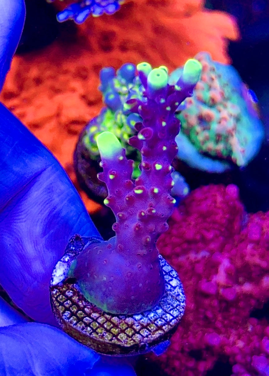 JF Fox Flame (1)