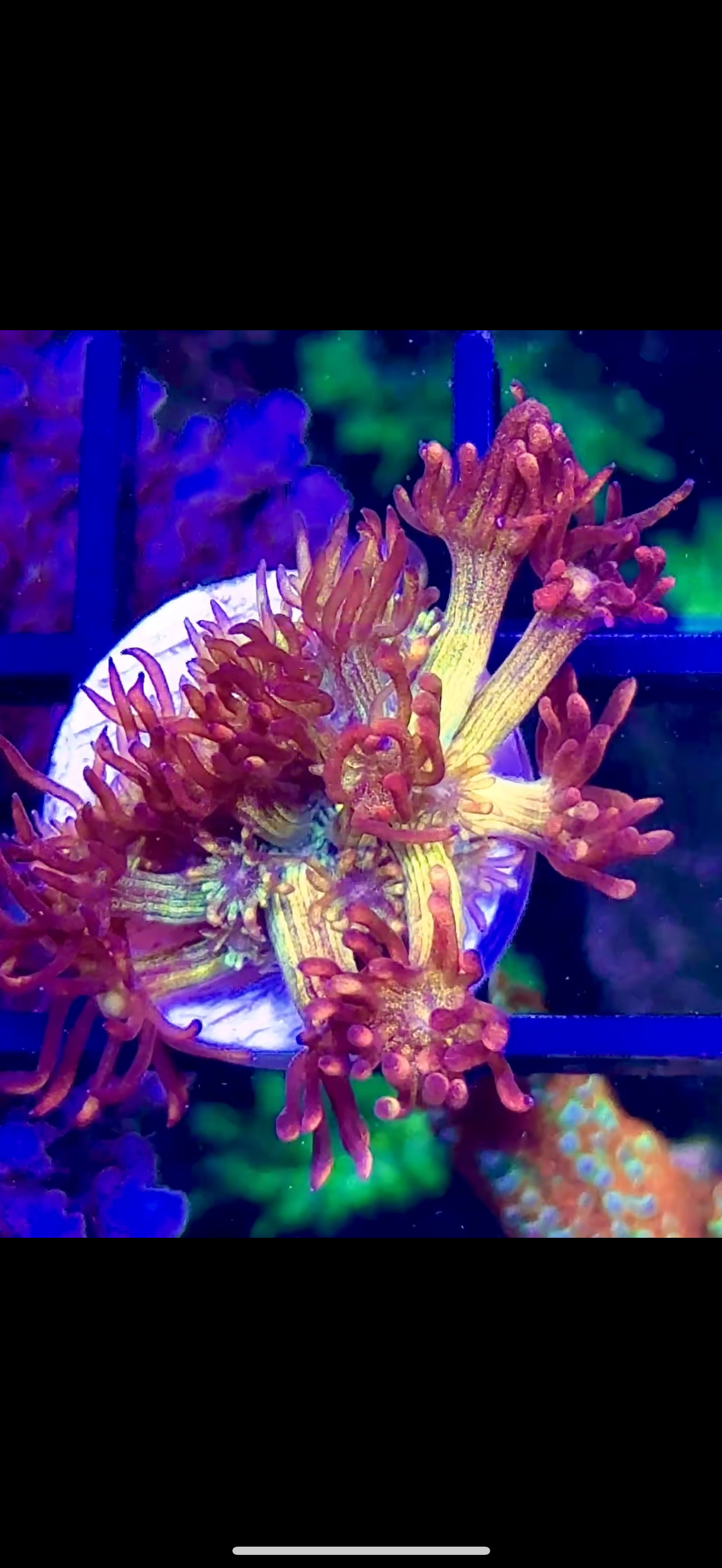 Amazeballs (2)