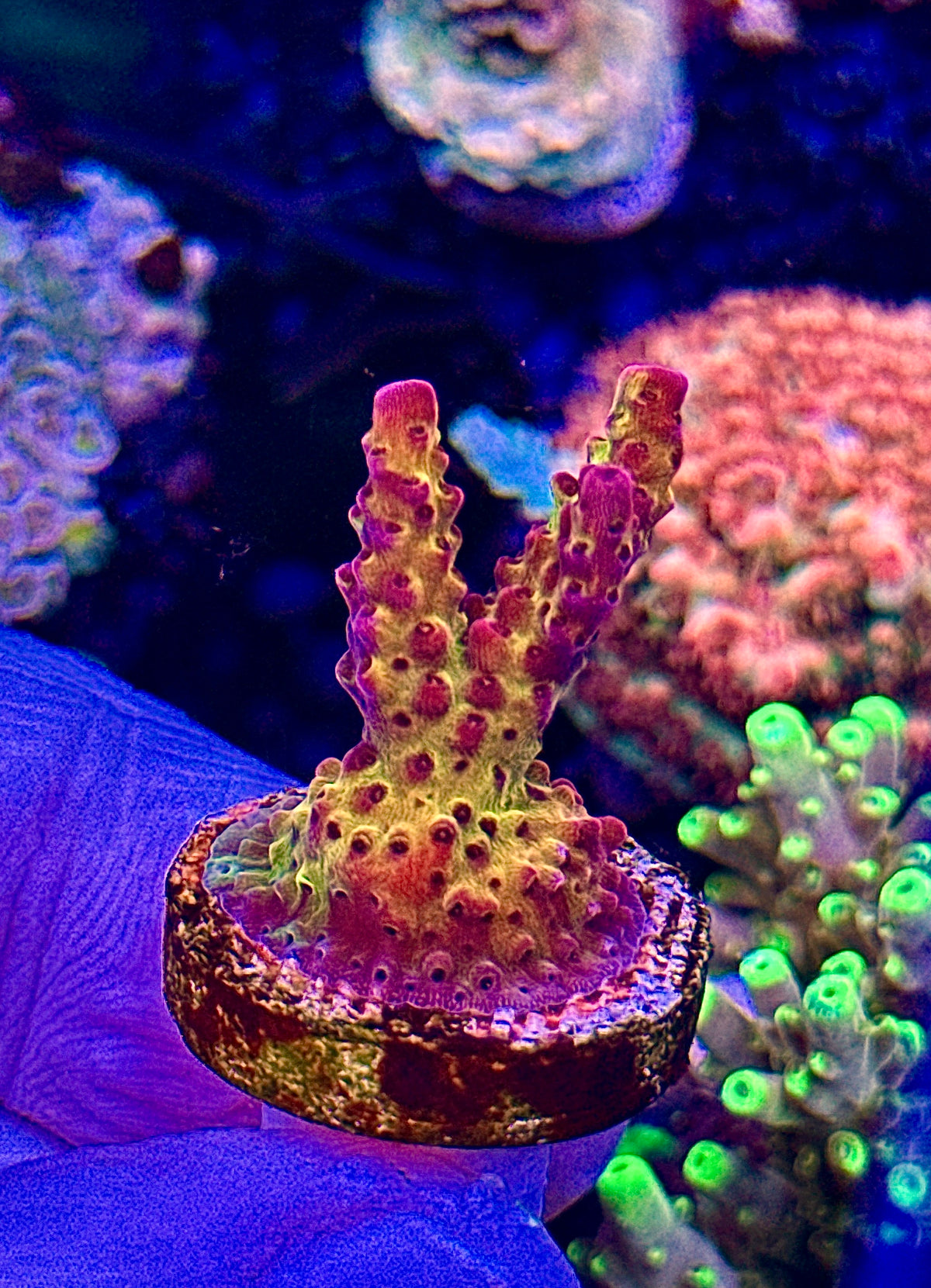 PC Rainbow (3)