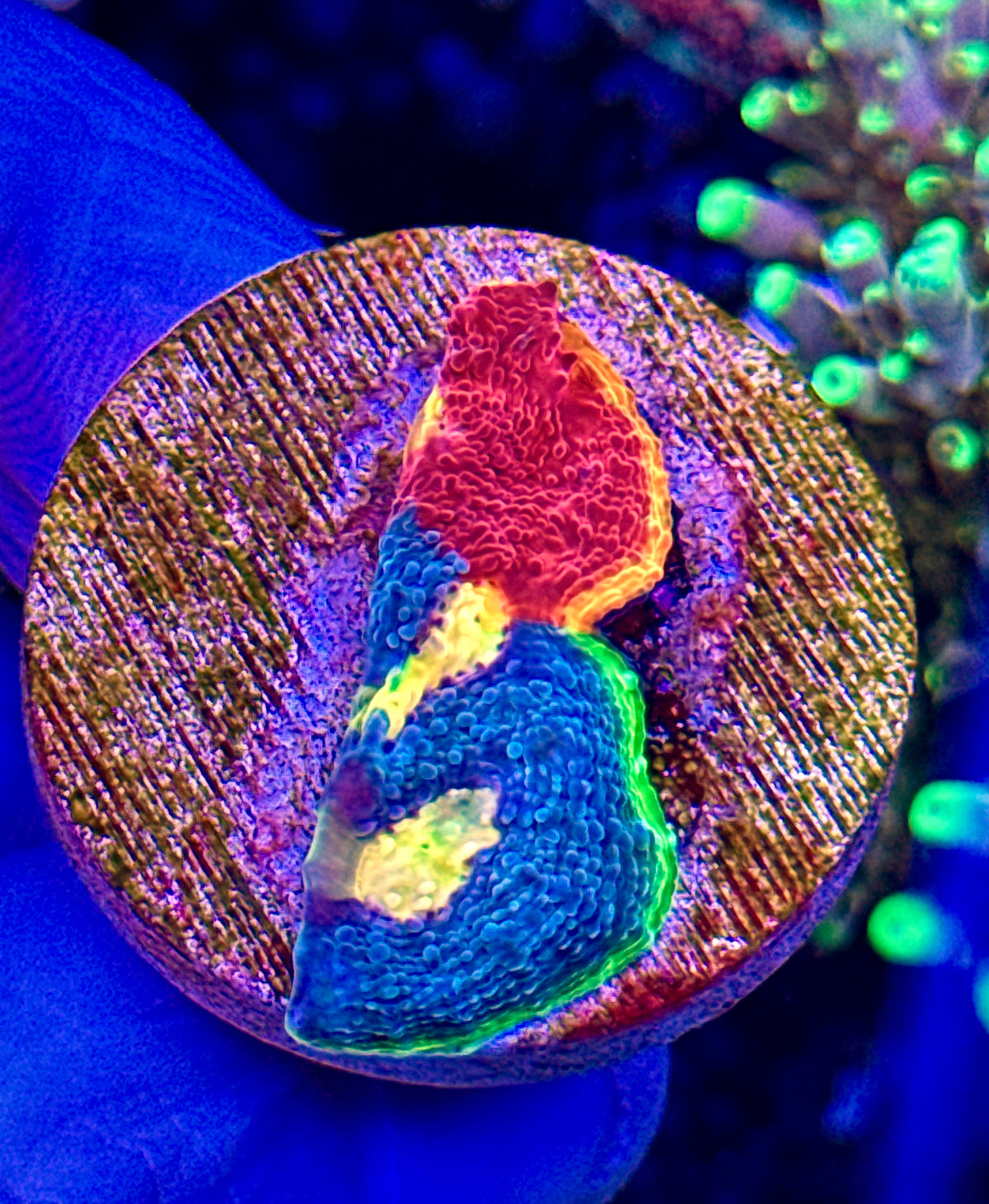 Rainbow Chalice (1)