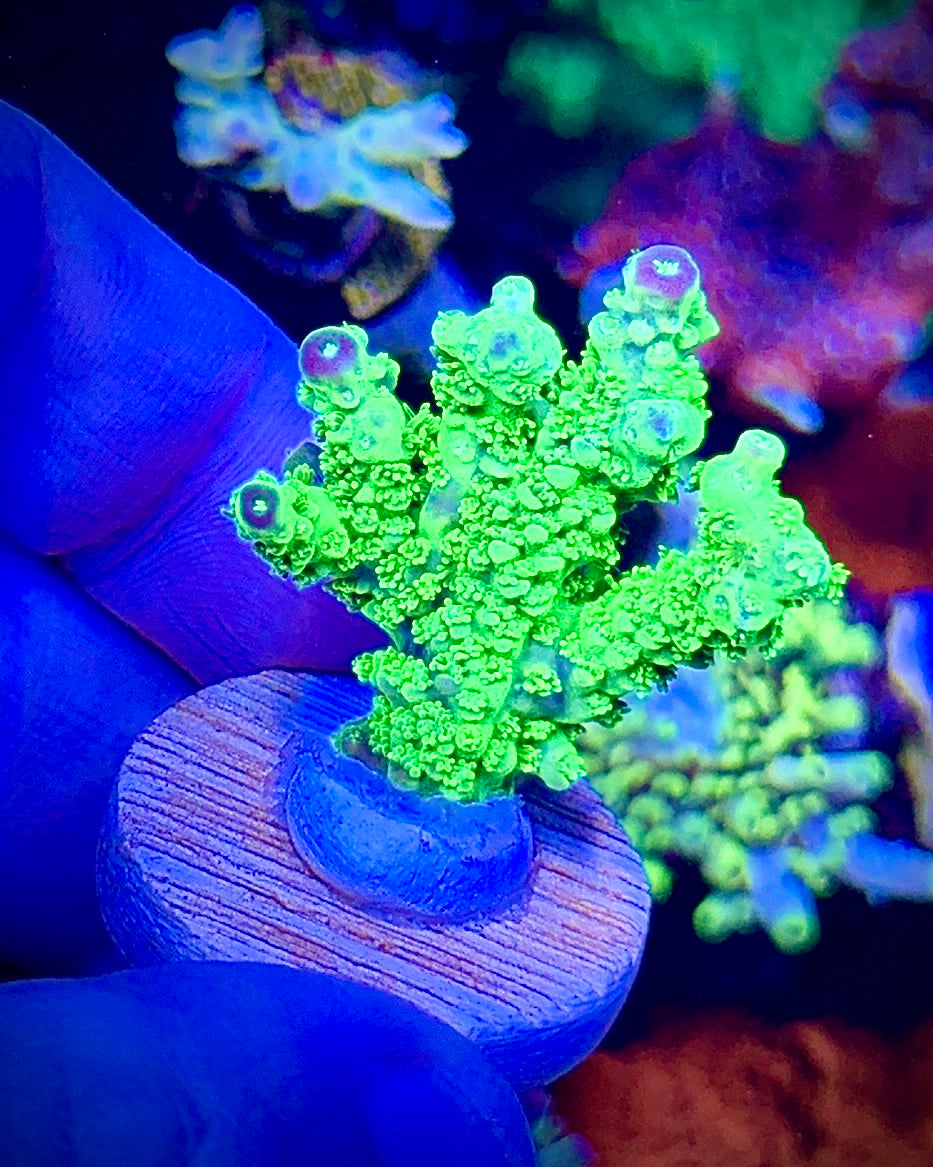 Green Slimer (1)