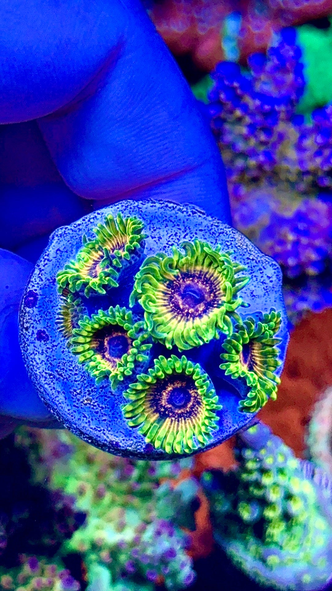 Adonis 6 polyps (2)