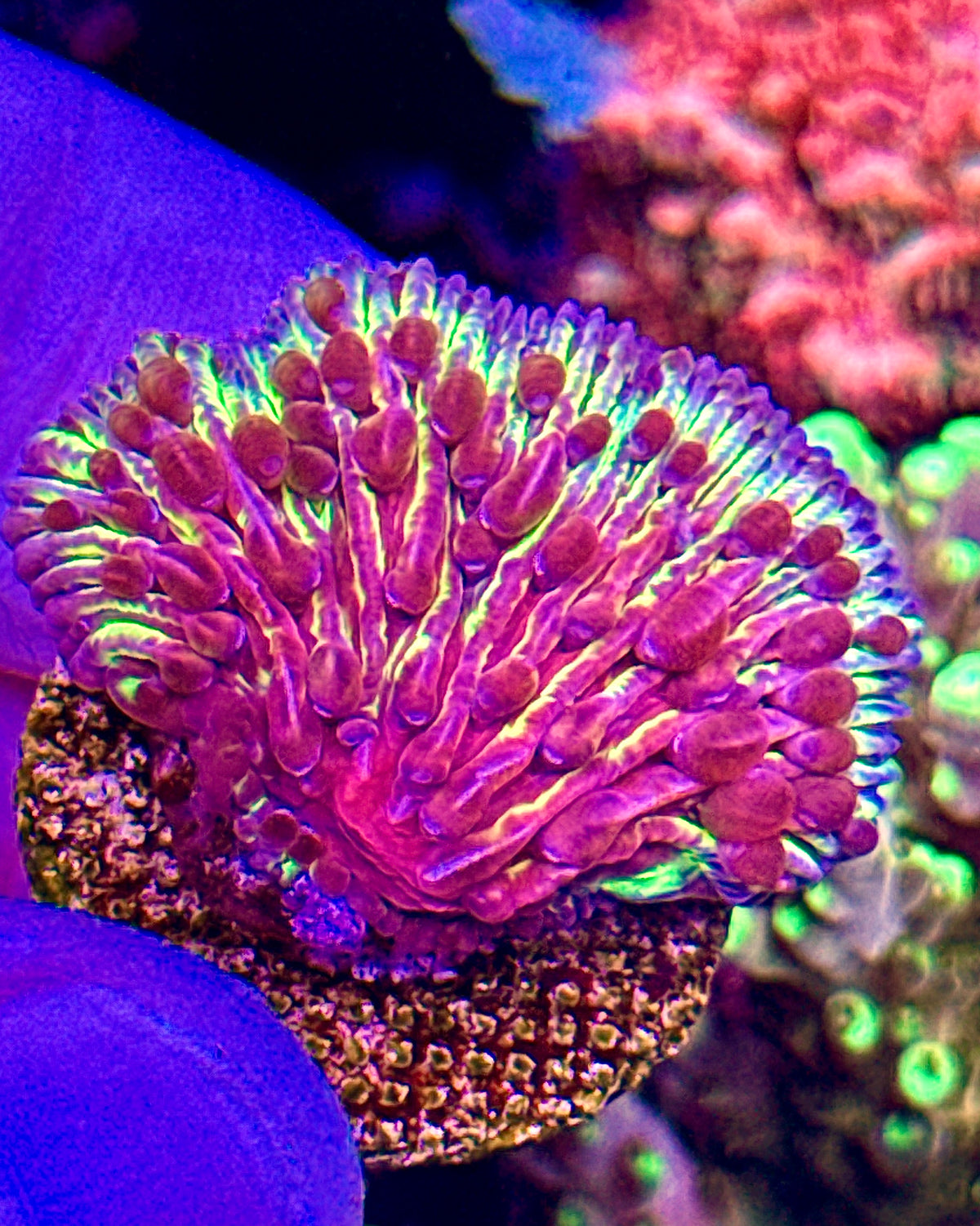 Plate Coral Rare (1)