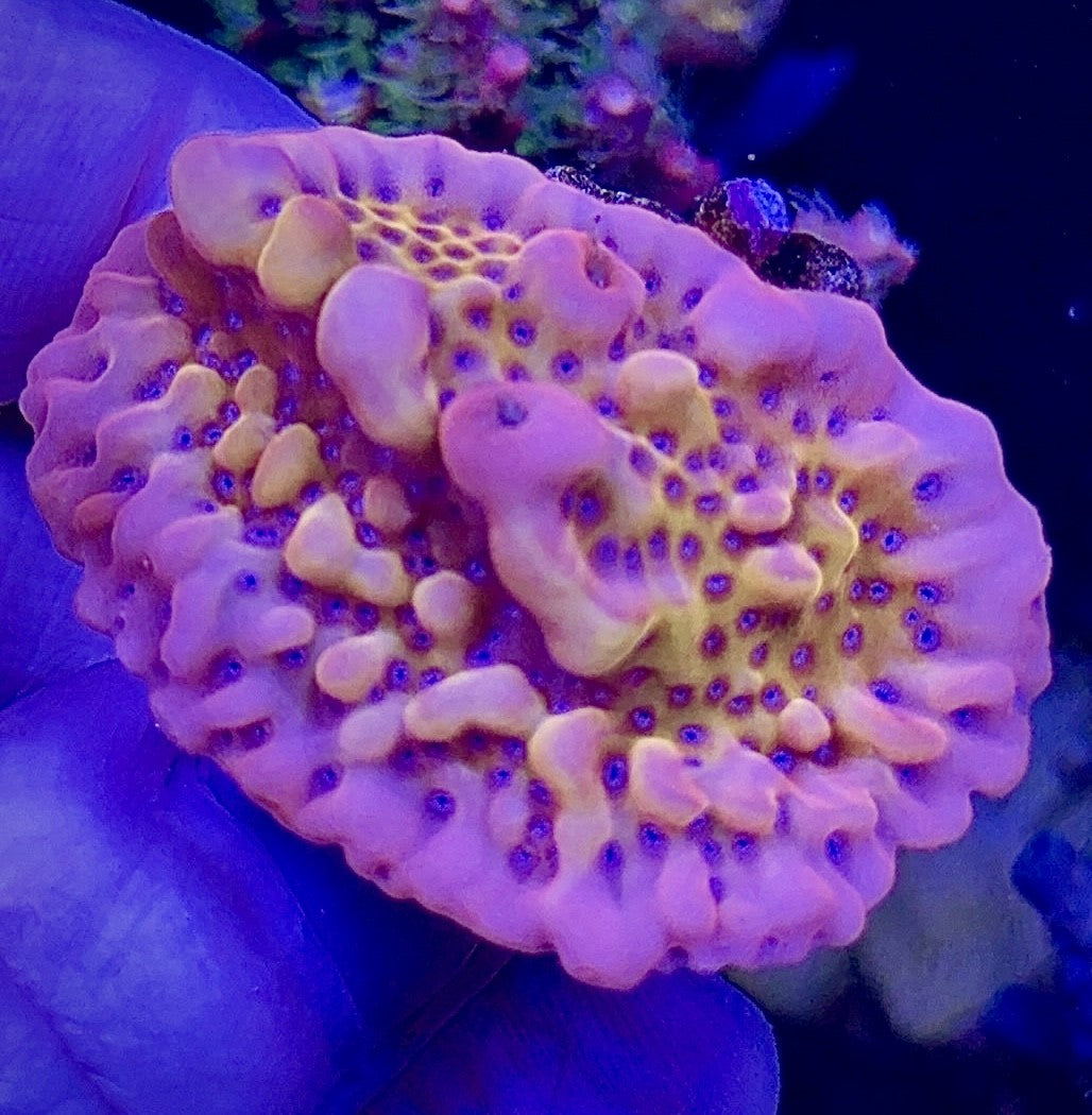 Flaming Phoenix Monti (1)