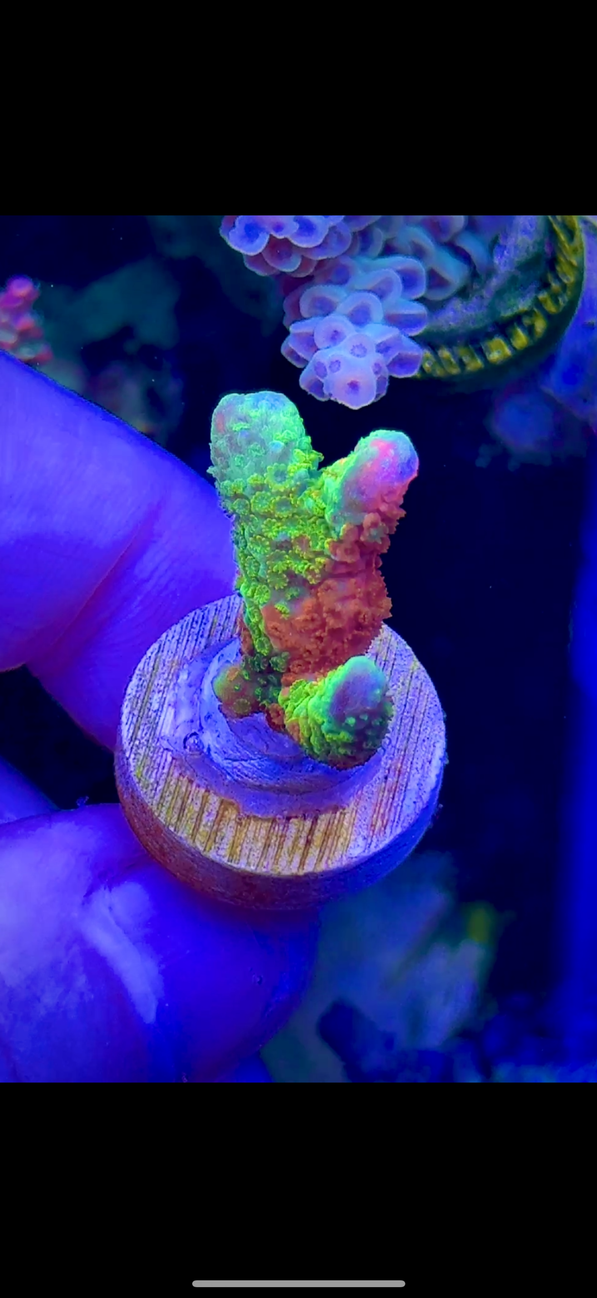 Grafted Digi (1)