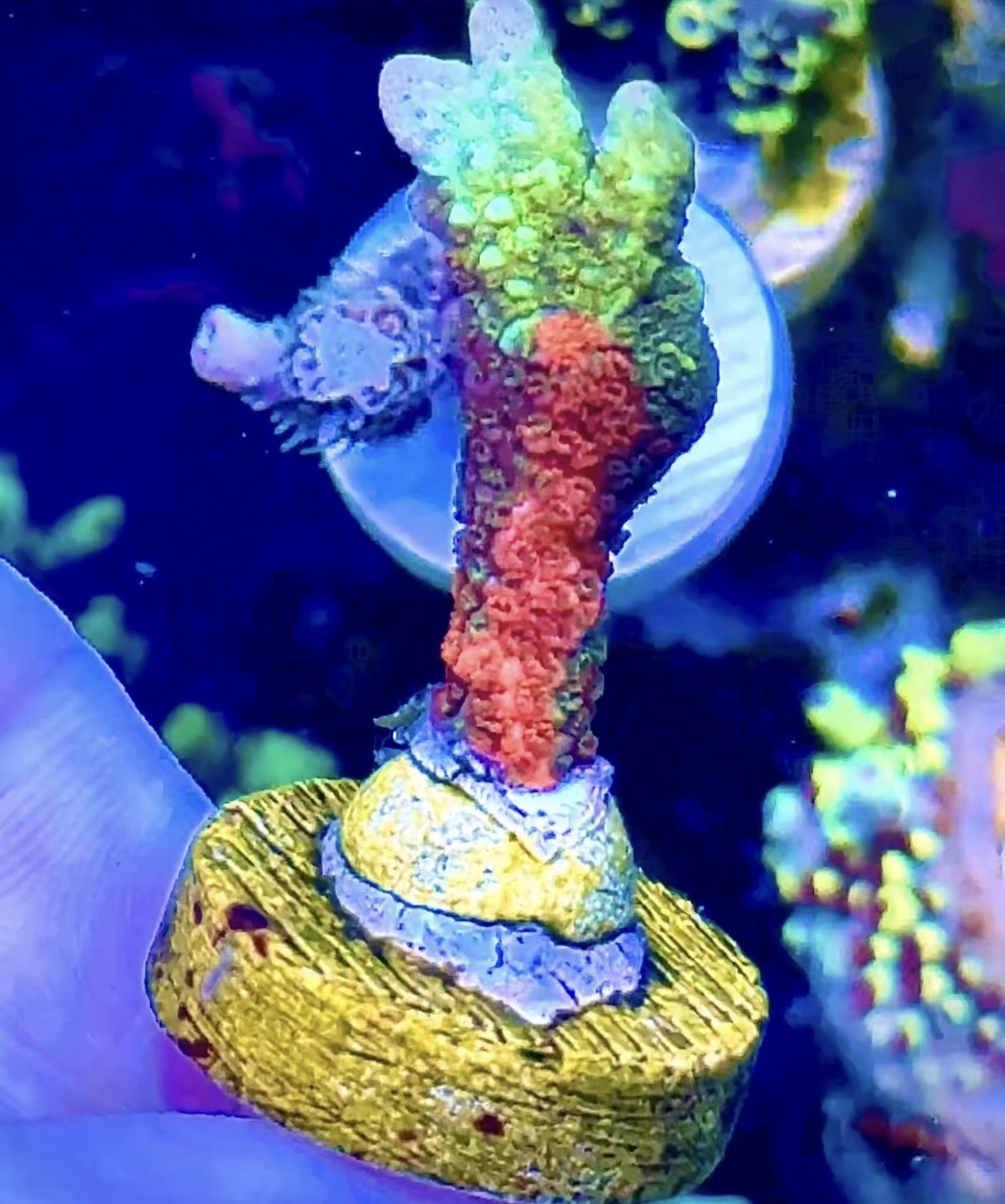 Grafted Digi (4)