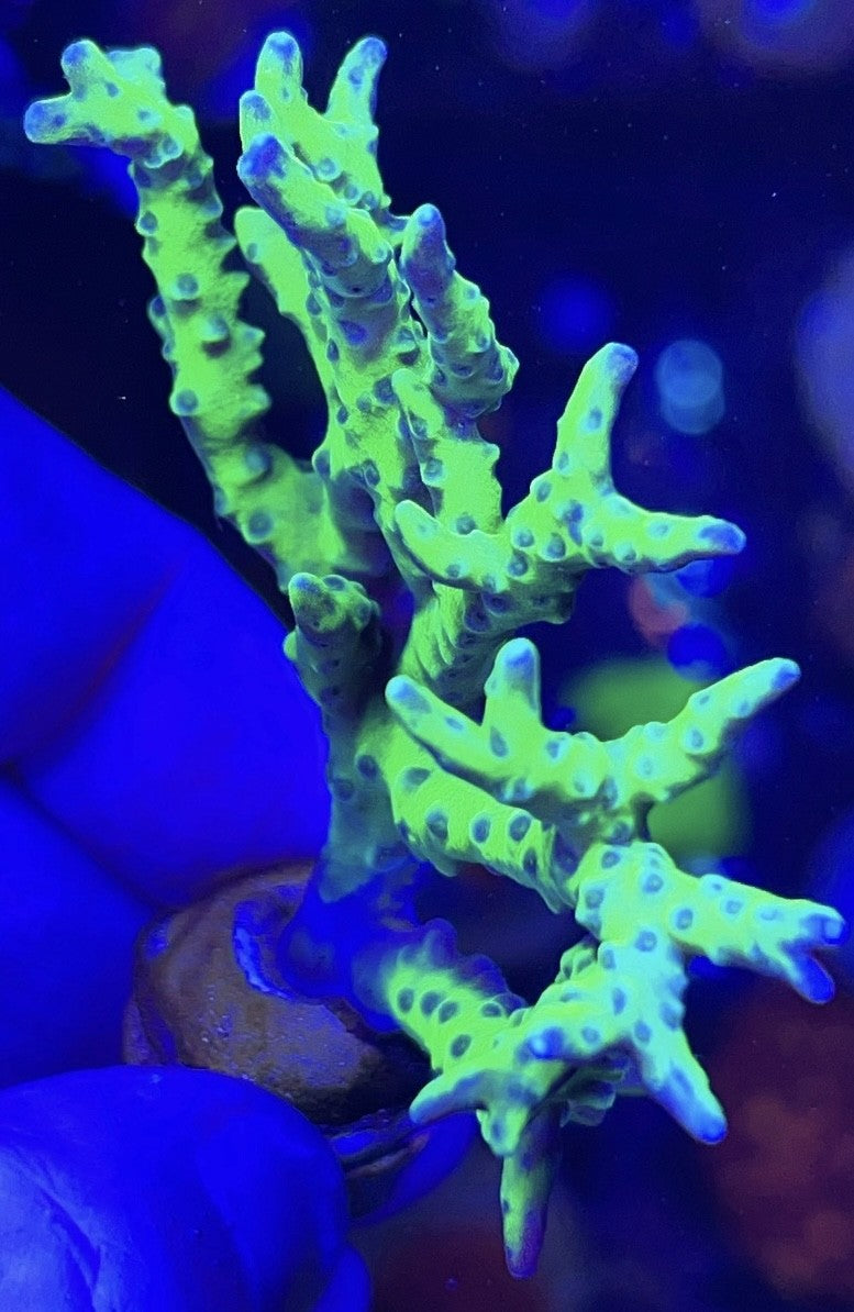 Green Goblin Anacropora (3)