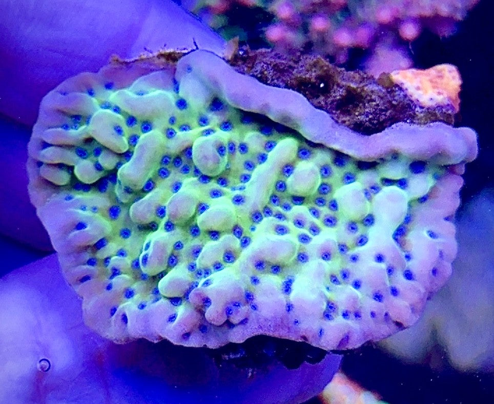 Green Monti with Blue Polyps (1)