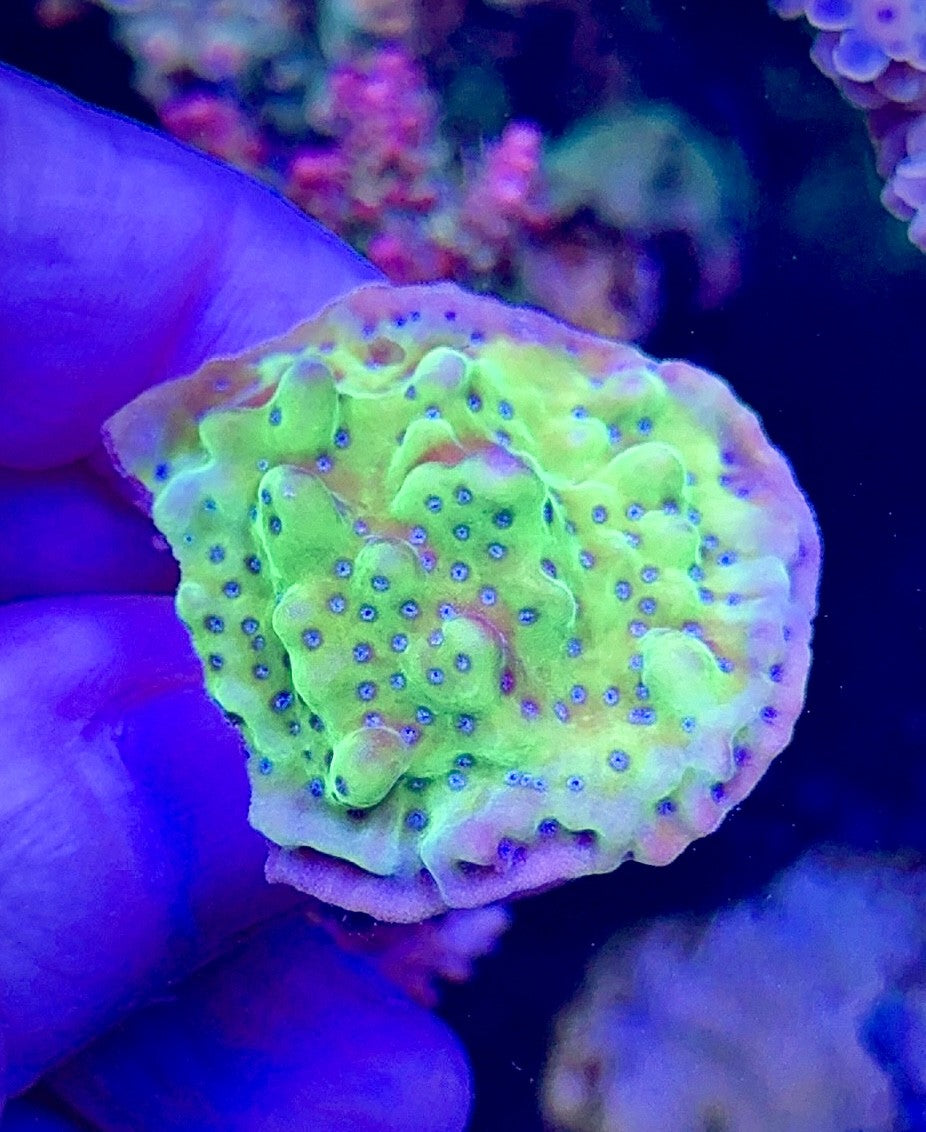 Green Monti with Blue Polyps (2)