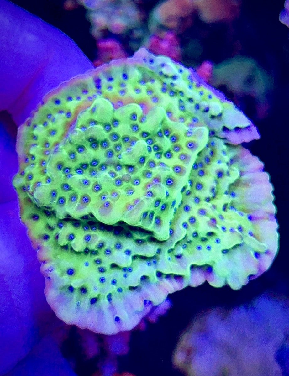 Green Monti with Blue Polyps (3)